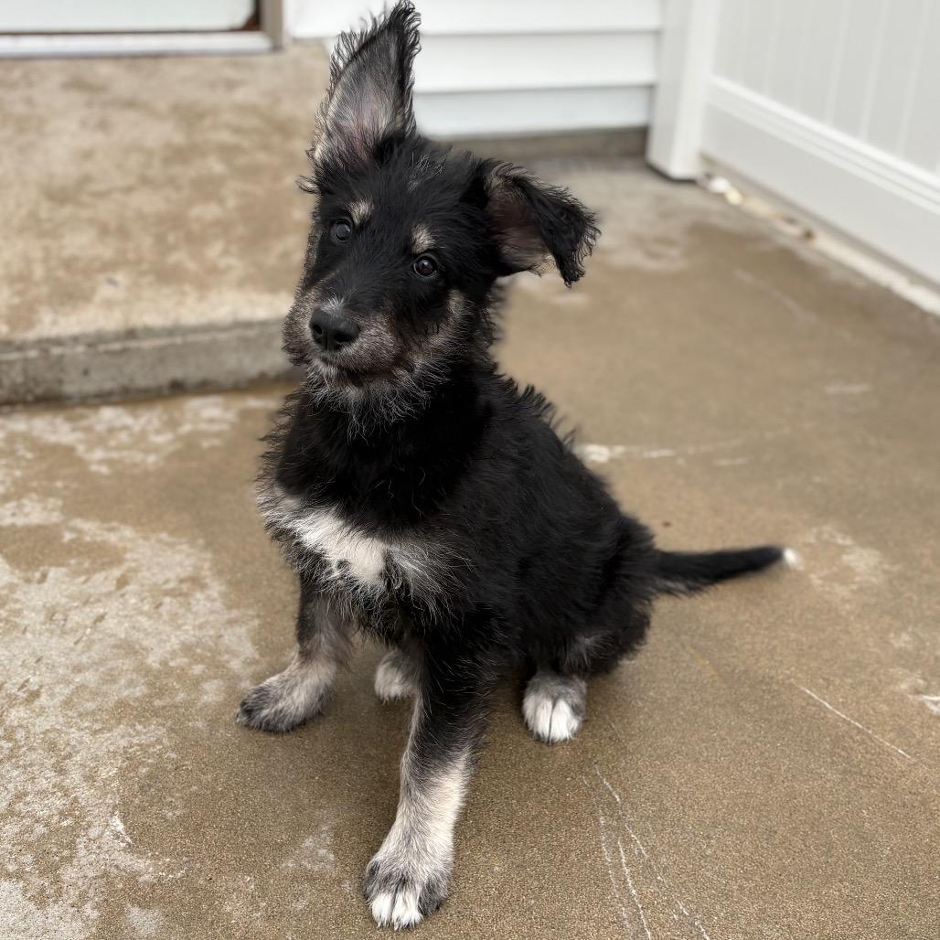 Icicle, an adoptable Mixed Breed in Fenton, MI image 3/3