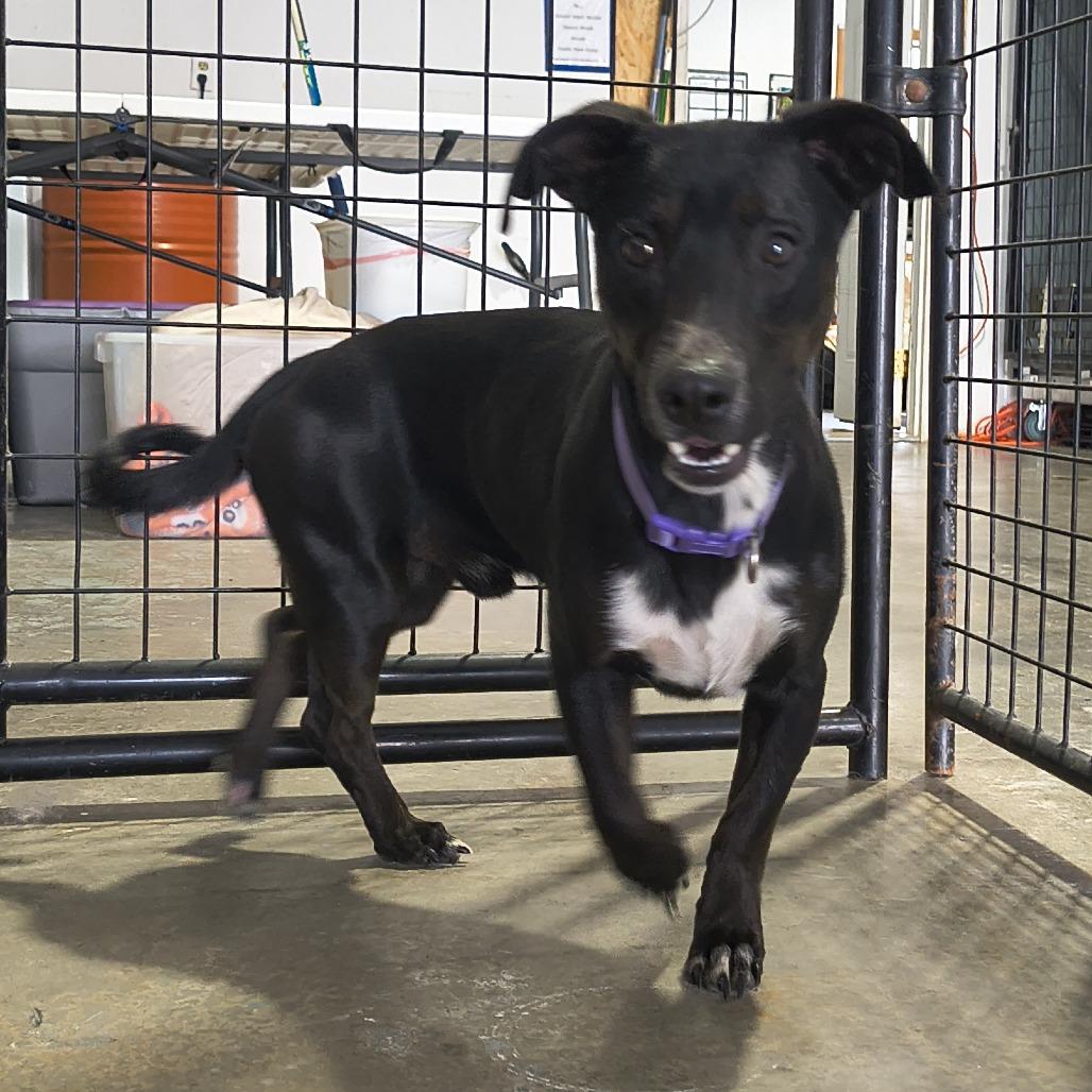 Milo, Adoptable, Adult Male Dachshund & Doberman Pinscher.