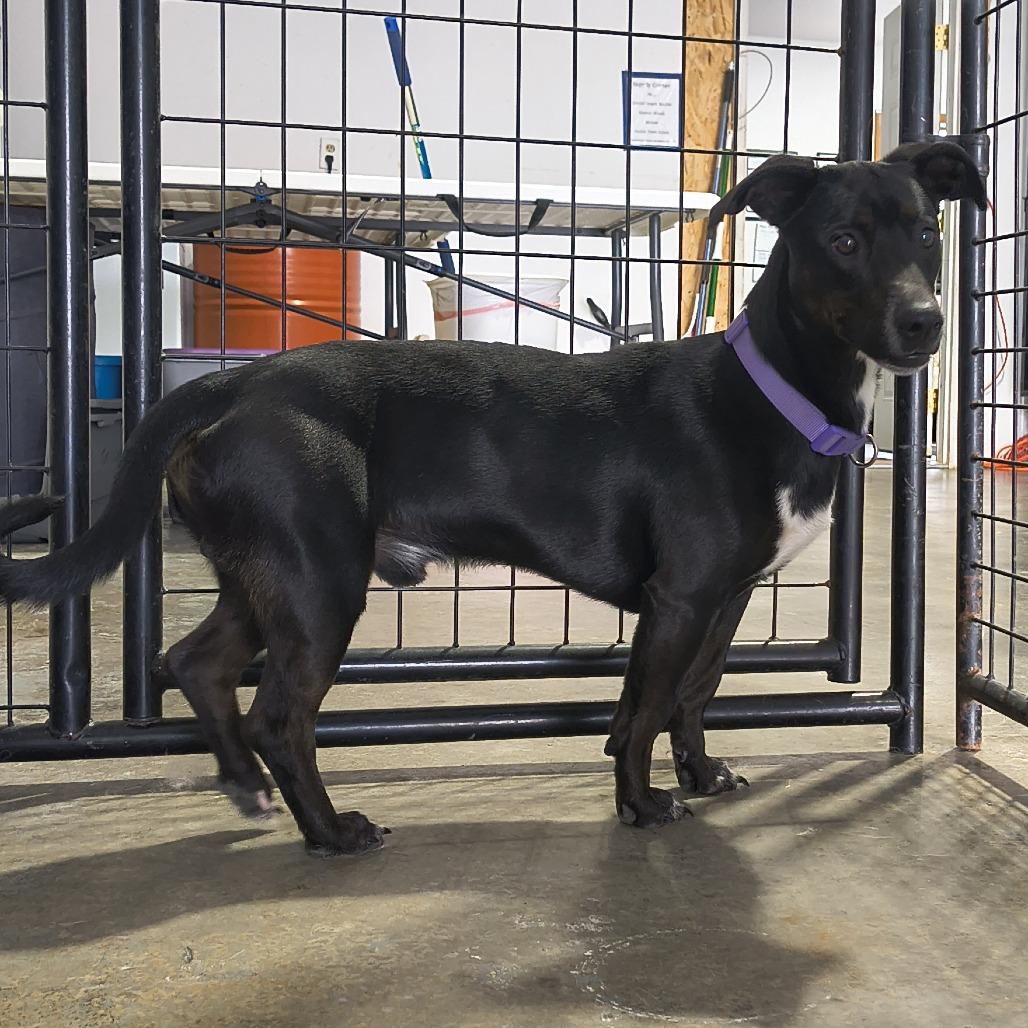 Milo, a Adoptable mixed breed in Othello, WA image 2/2