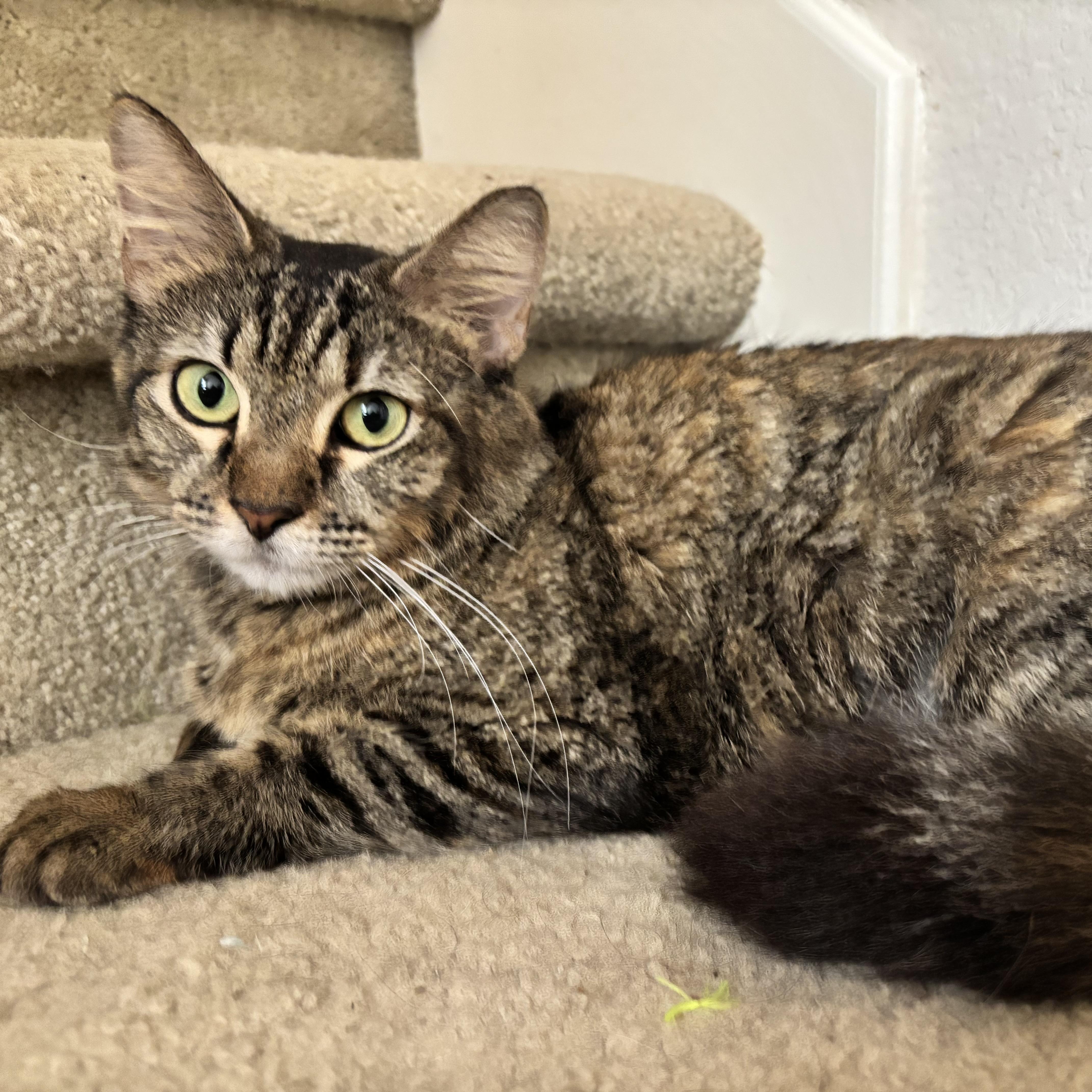 Enlarge Marigold, a ADOPTABLE mixed breed in Houston, TX image 3/5