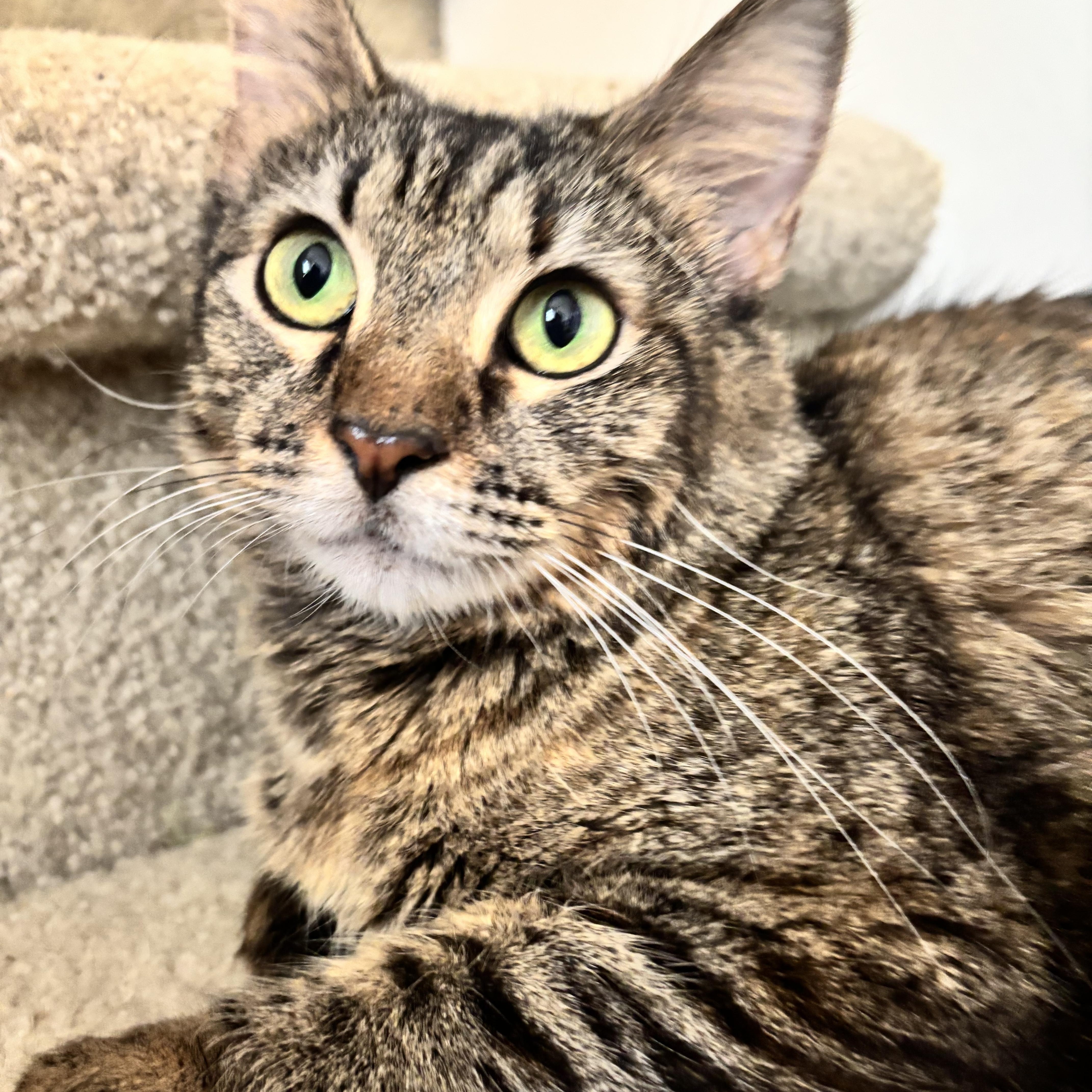 Marigold, ADOPTABLE, Adult Female Domestic Medium Hair & Torbie.