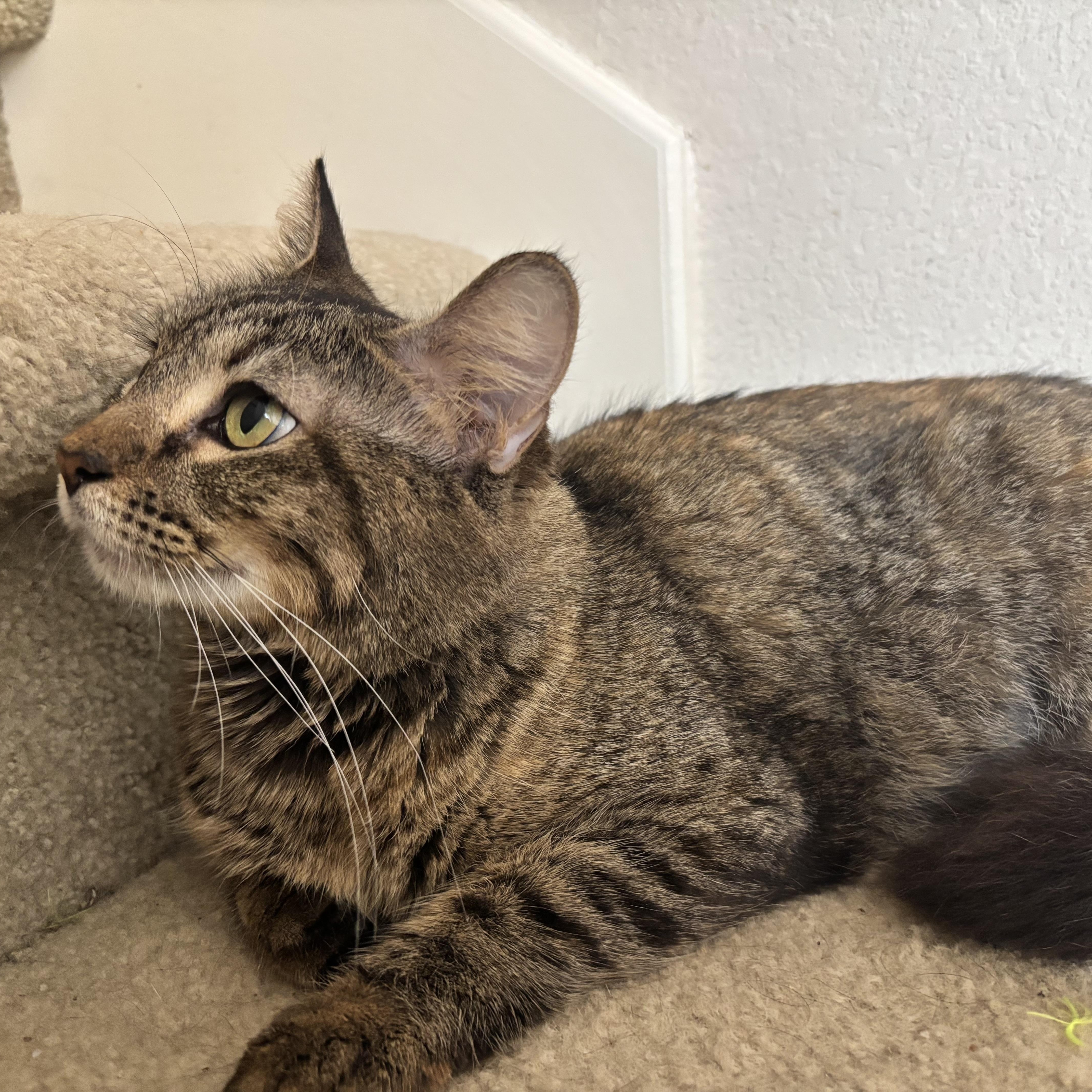 Enlarge Marigold, a ADOPTABLE mixed breed in Houston, TX image 4/5