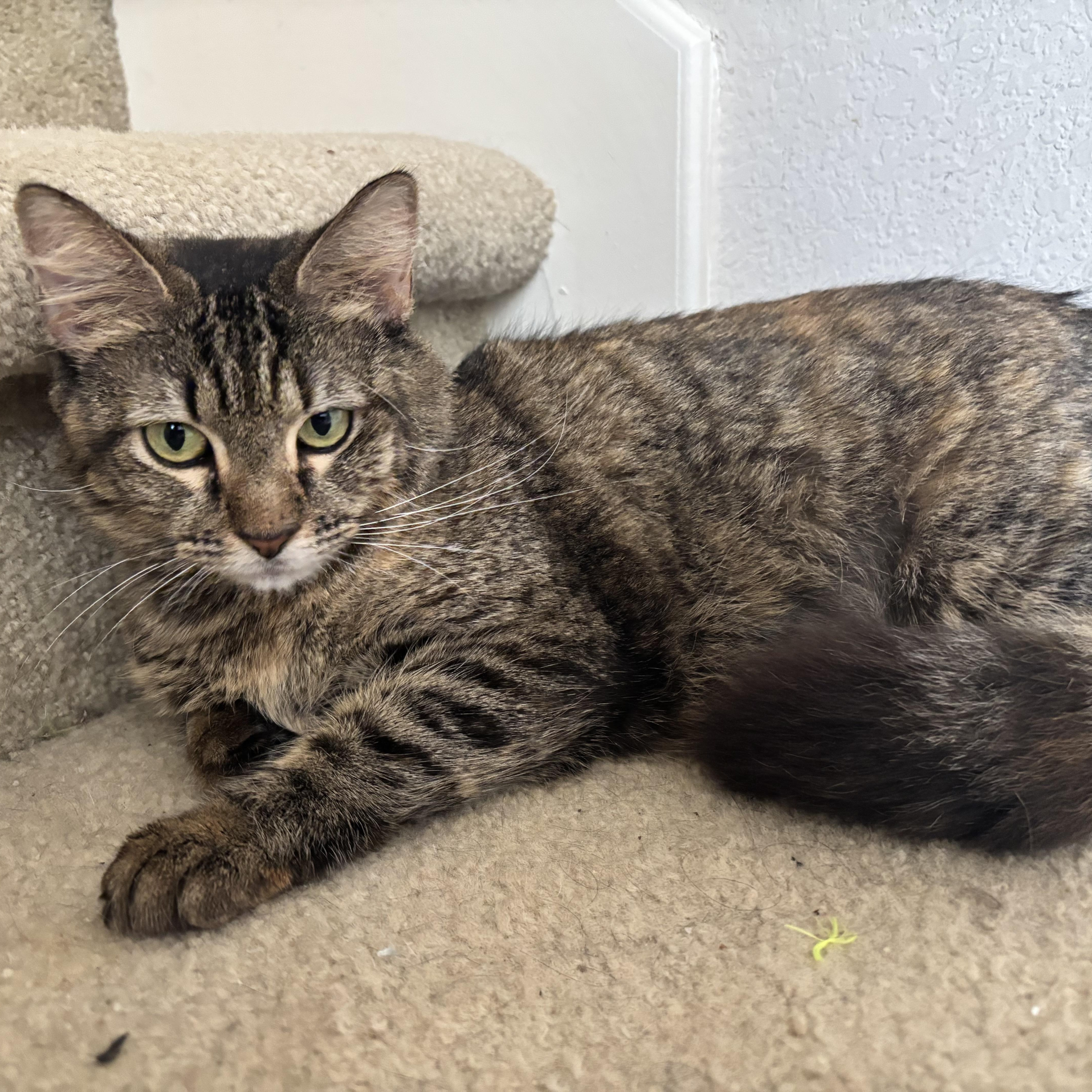 Enlarge Marigold, a ADOPTABLE mixed breed in Houston, TX image 5/5