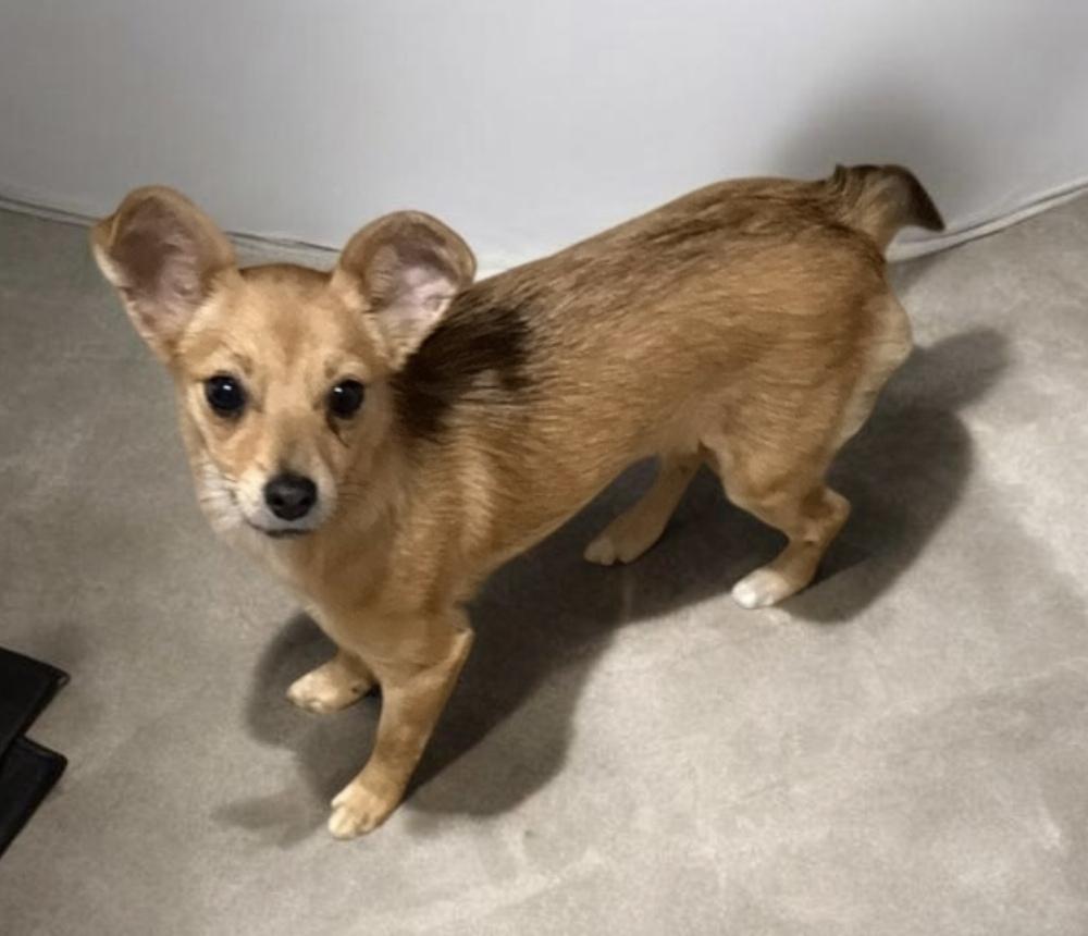 Enlarge Tiny, a Adoptable mixed breed in Cheektowaga, NY image 1/1