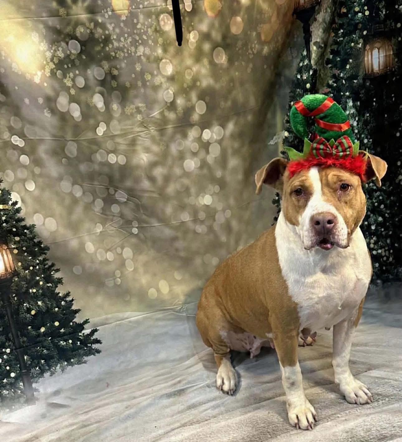 Enlarge Izzy, a ADOPTABLE American Staffordshire Terrier in Elizabethtown, NC image 1/1