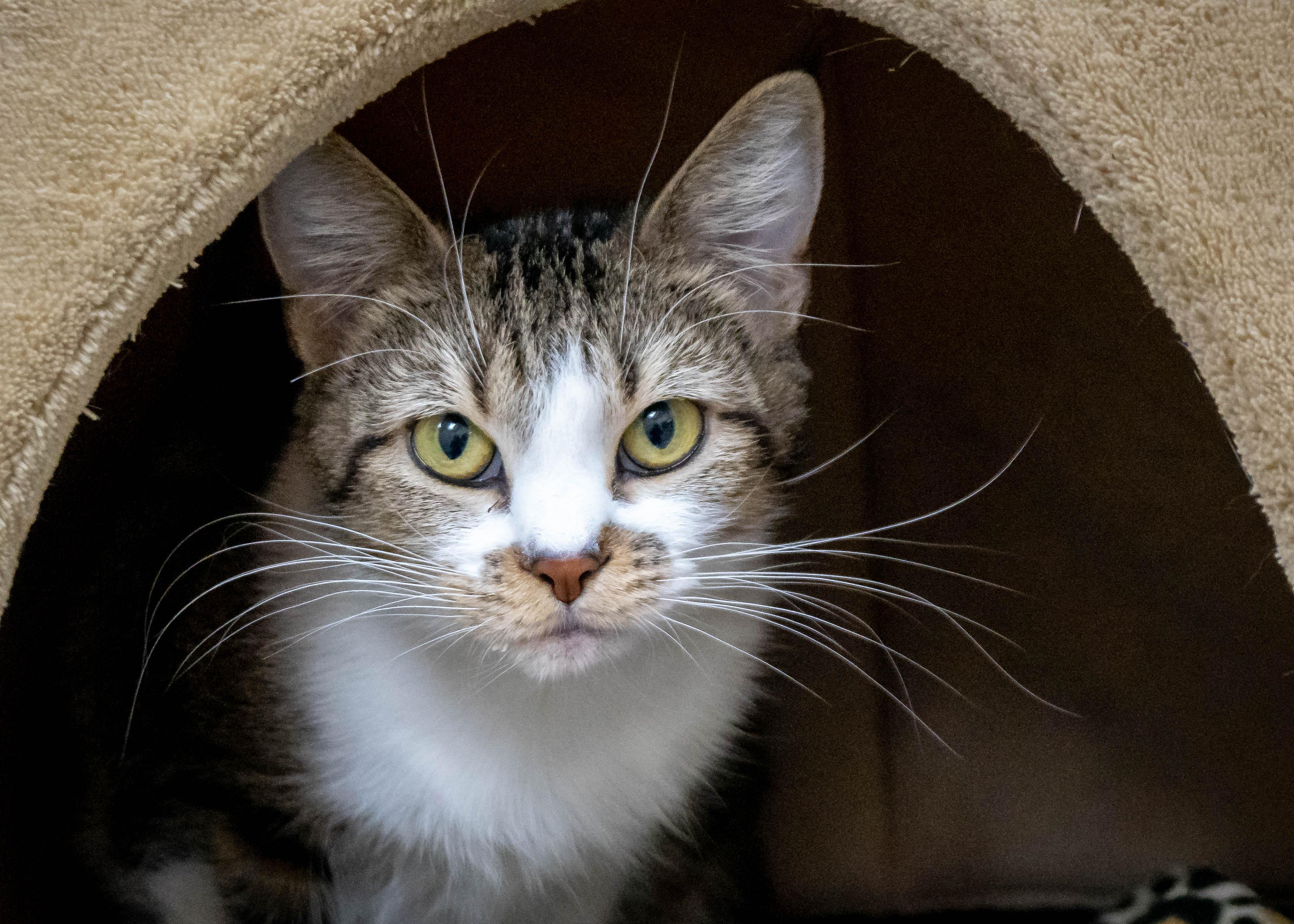 CHANEL, Adoptable, Young Female Tabby.