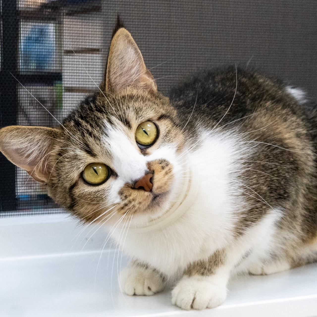 CHANEL, adopted, Young Female Tabby.