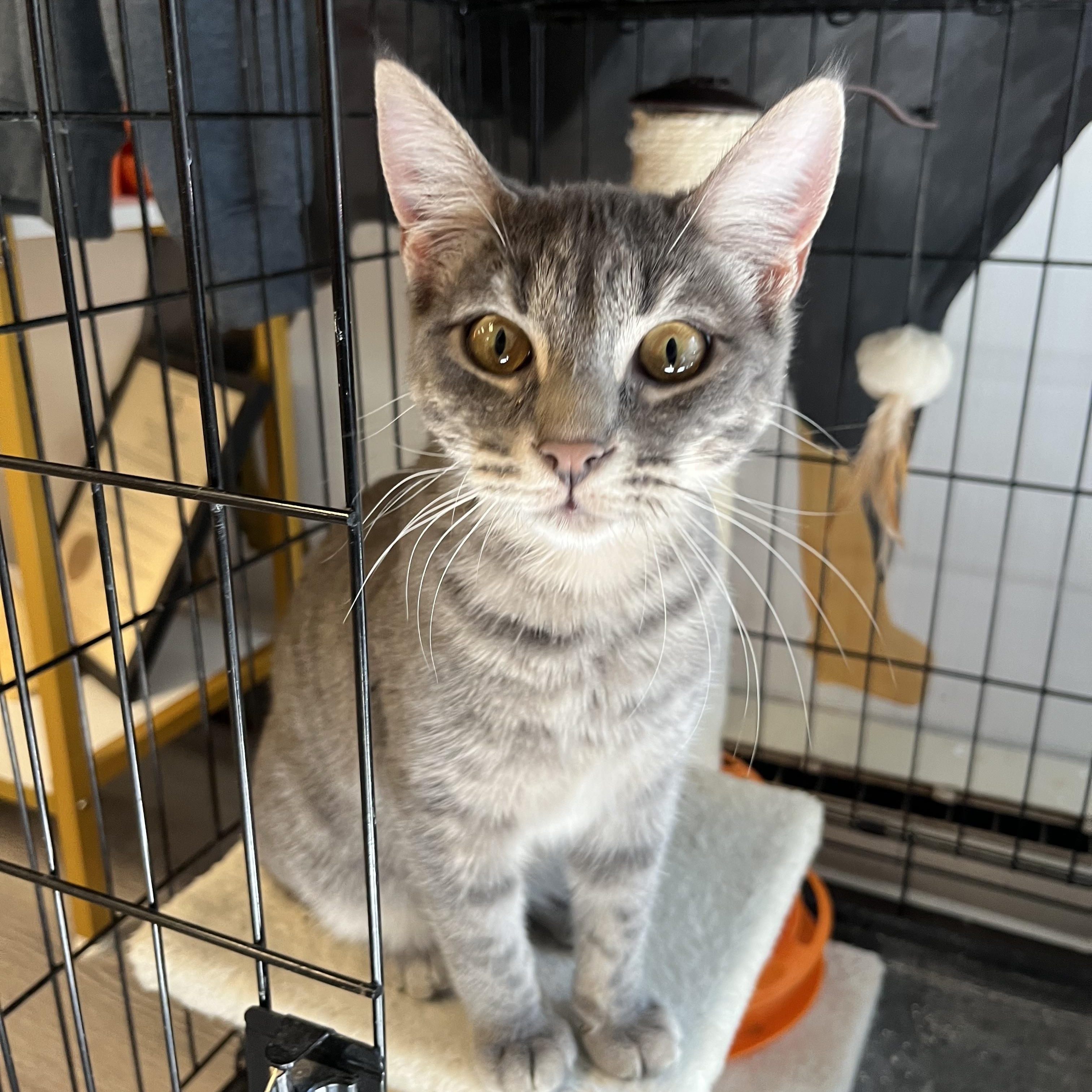 Pickles, a Adoptable Domestic Short Hair in Yorktown, IN image 1/2