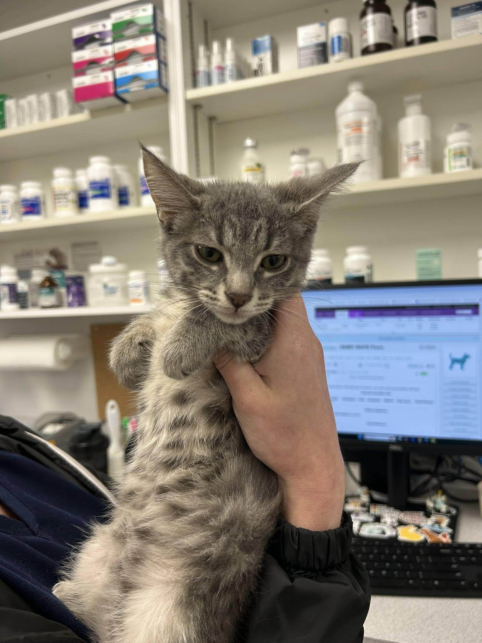 Pickles, Adoptable, Kitten Female Domestic Short Hair.