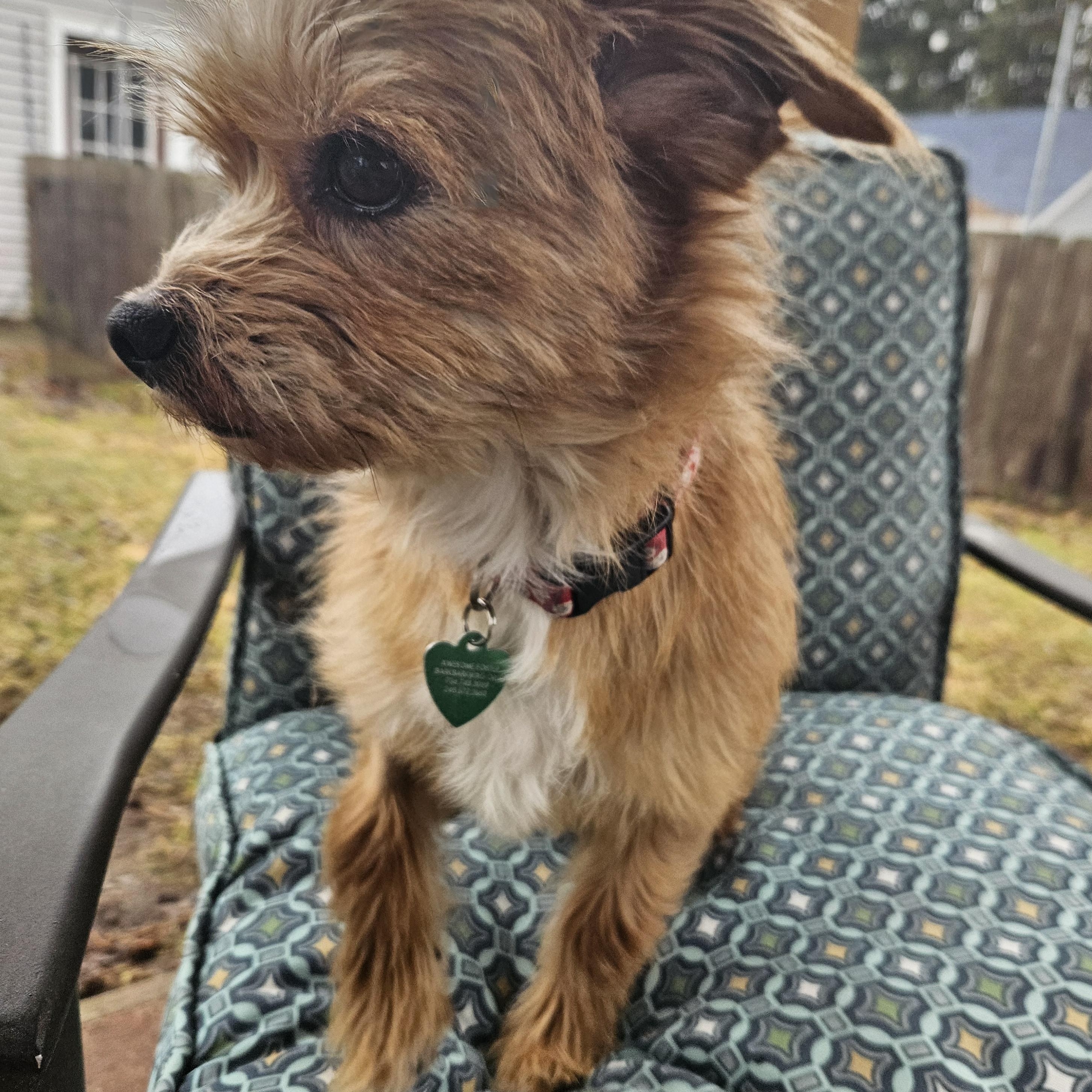 Enlarge Kyla, an adopted mixed breed in Livonia, MI image 3/4