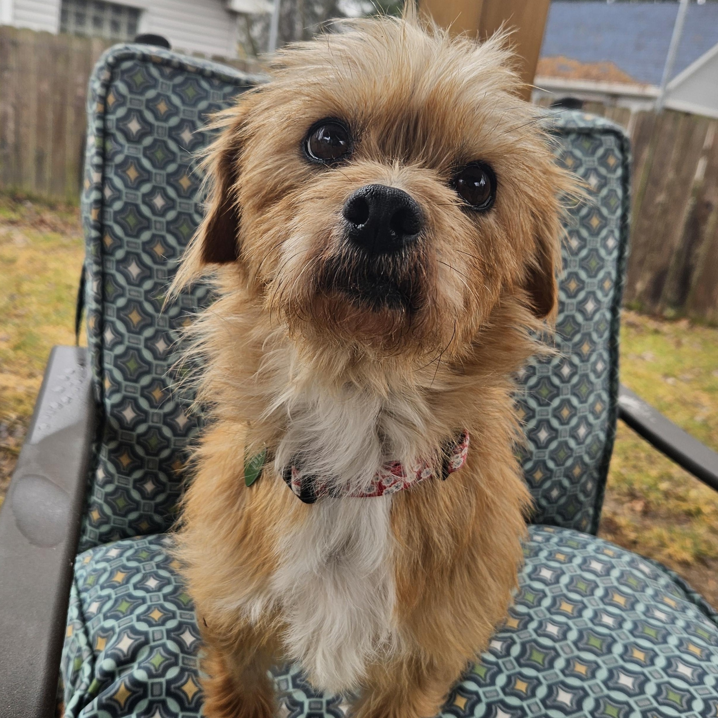 Enlarge Kyla, an adopted mixed breed in Livonia, MI image 2/4