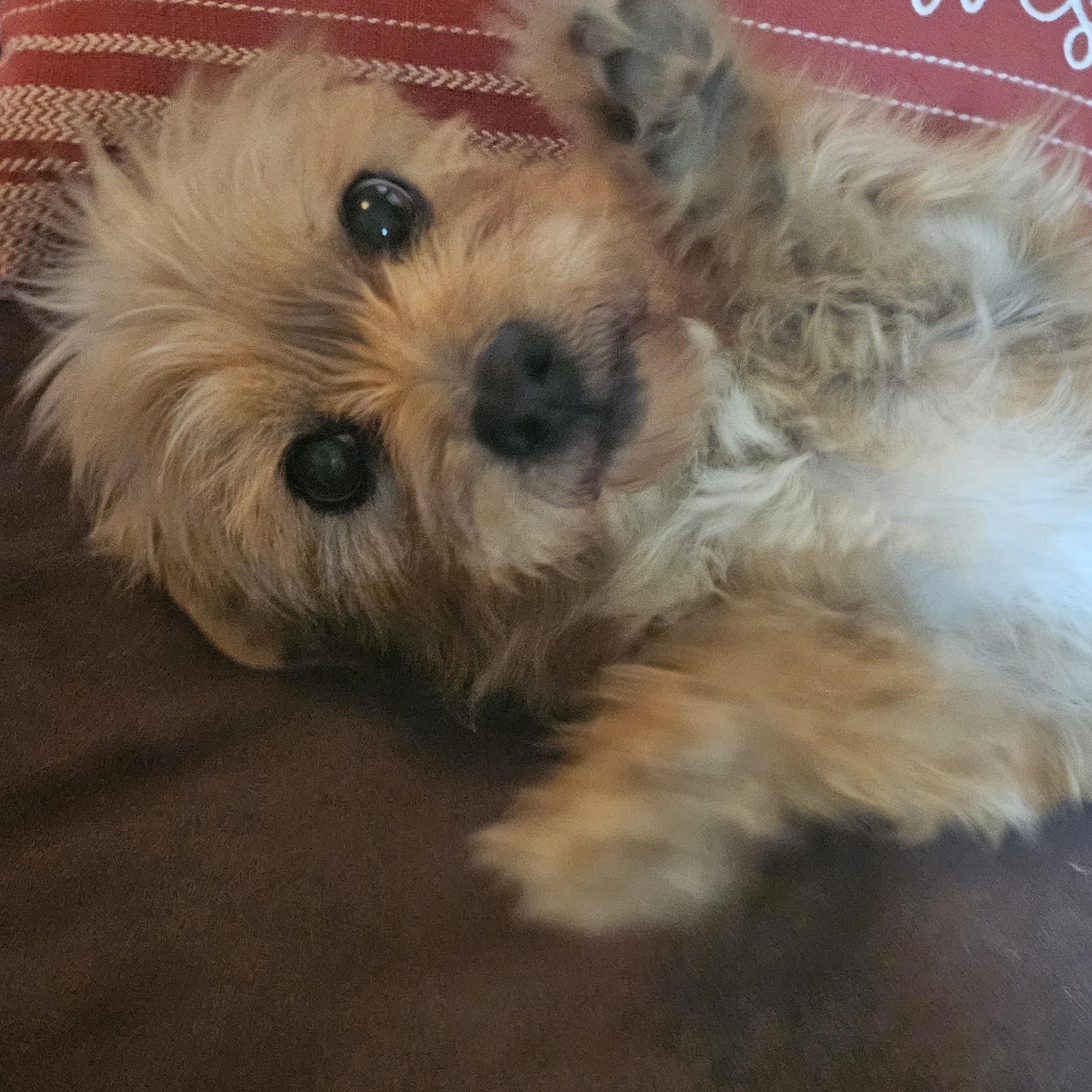 Enlarge Kyla, an adopted mixed breed in Livonia, MI image 4/4