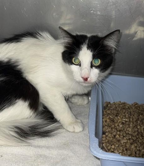 OREO BLIZZARD, Adoptable, Adult Male Domestic Long Hair.