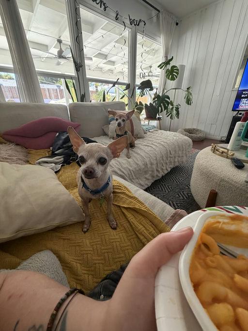 Enlarge Bambi and Ms. Henry, a Adoptable Chihuahua in Los Angeles, CA image 5/6