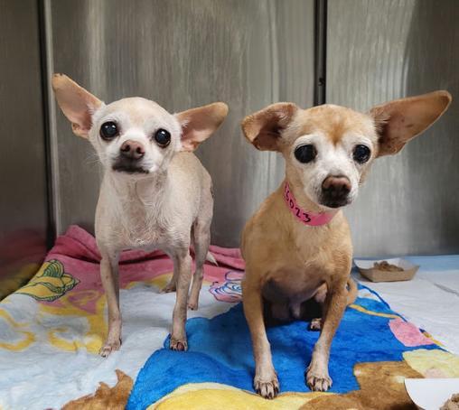 Enlarge Bambi and Ms. Henry, a Adoptable Chihuahua in Los Angeles, CA image 1/6
