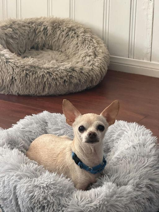 Enlarge Bambi and Ms. Henry, a Adoptable Chihuahua in Los Angeles, CA image 6/6