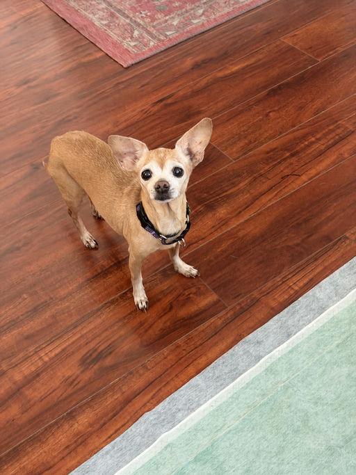 Enlarge Bambi and Ms. Henry, a Adoptable Chihuahua in Los Angeles, CA image 3/6