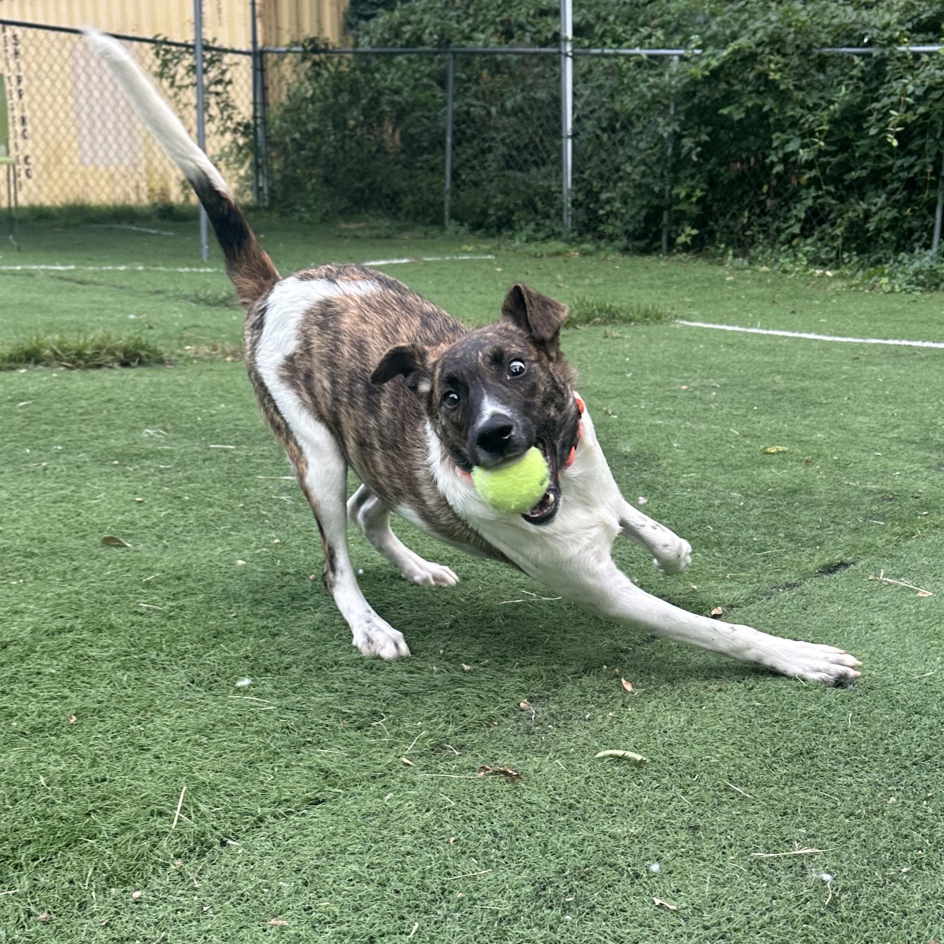 Enlarge Larry, a Adoptable mixed breed in Ocean View, NJ image 4/6