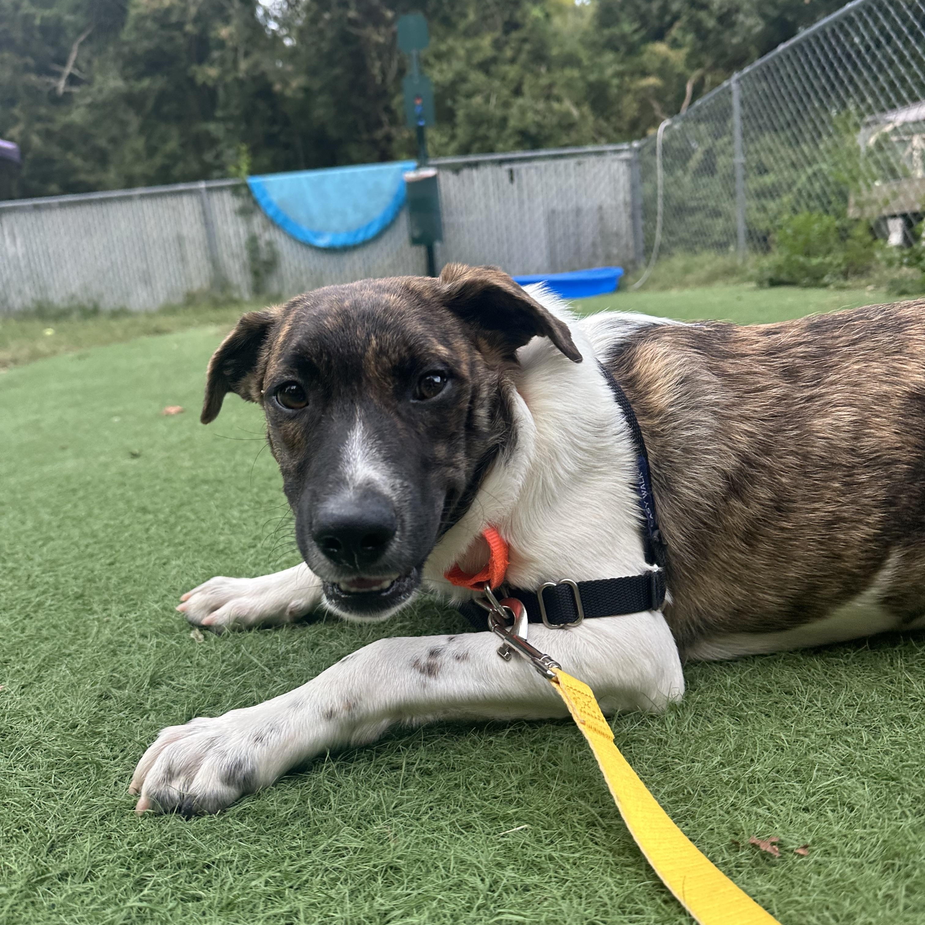 Enlarge Larry, a Adoptable mixed breed in Ocean View, NJ image 6/6
