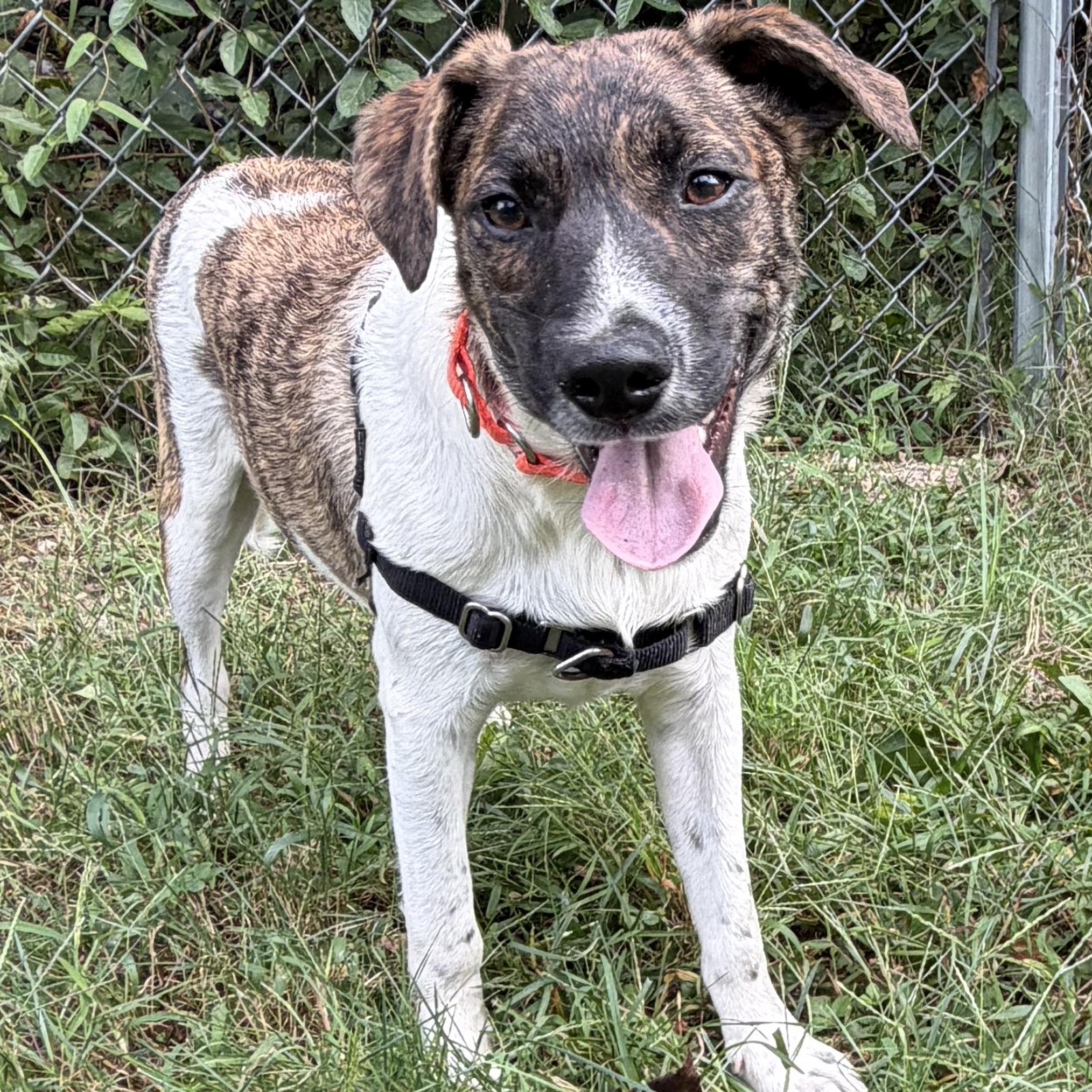 Larry, Adoptable, Puppy Male Mixed Breed & Feist.