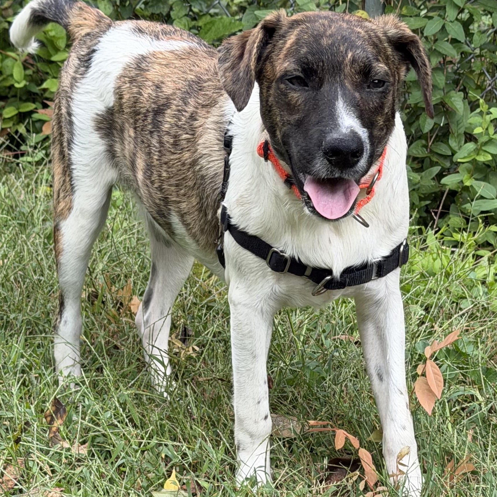 Enlarge Larry, a Adoptable mixed breed in Ocean View, NJ image 2/6