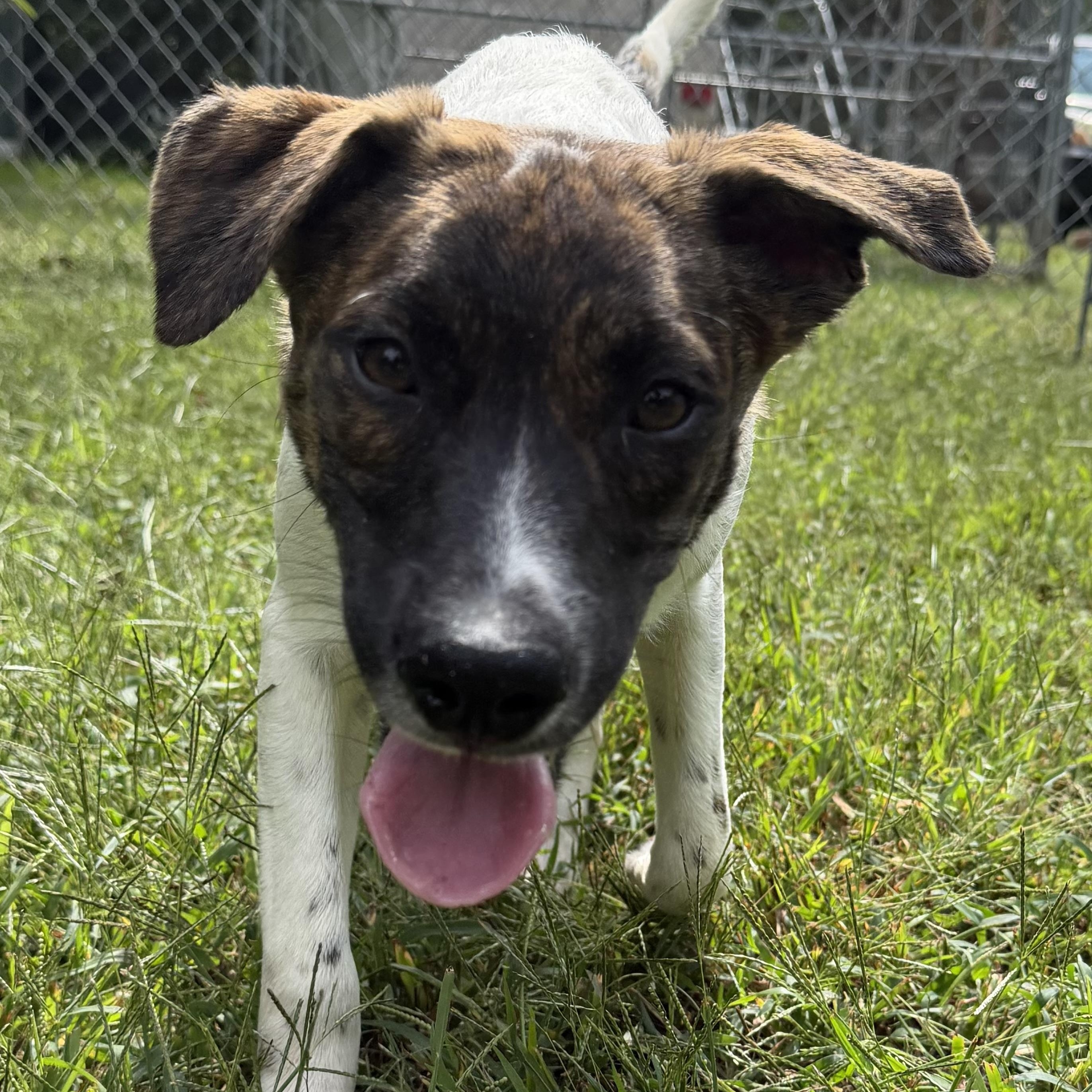 Enlarge Larry, a Adoptable mixed breed in Ocean View, NJ image 3/6
