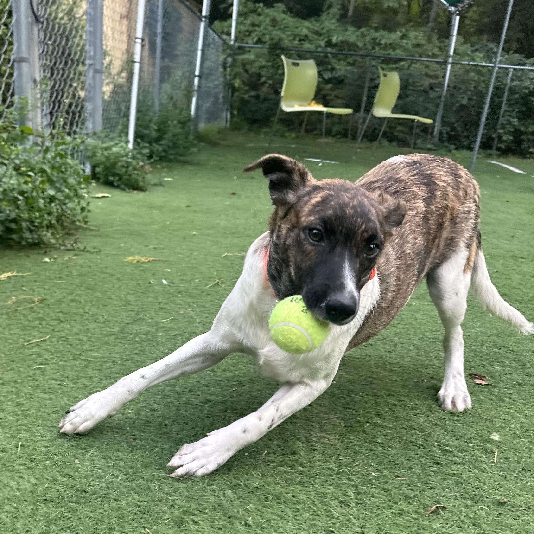 Enlarge Larry, a Adoptable mixed breed in Ocean View, NJ image 5/6