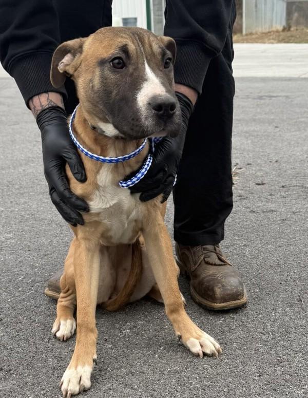 Baby Doll, Adoptable, Young Female Boxer.