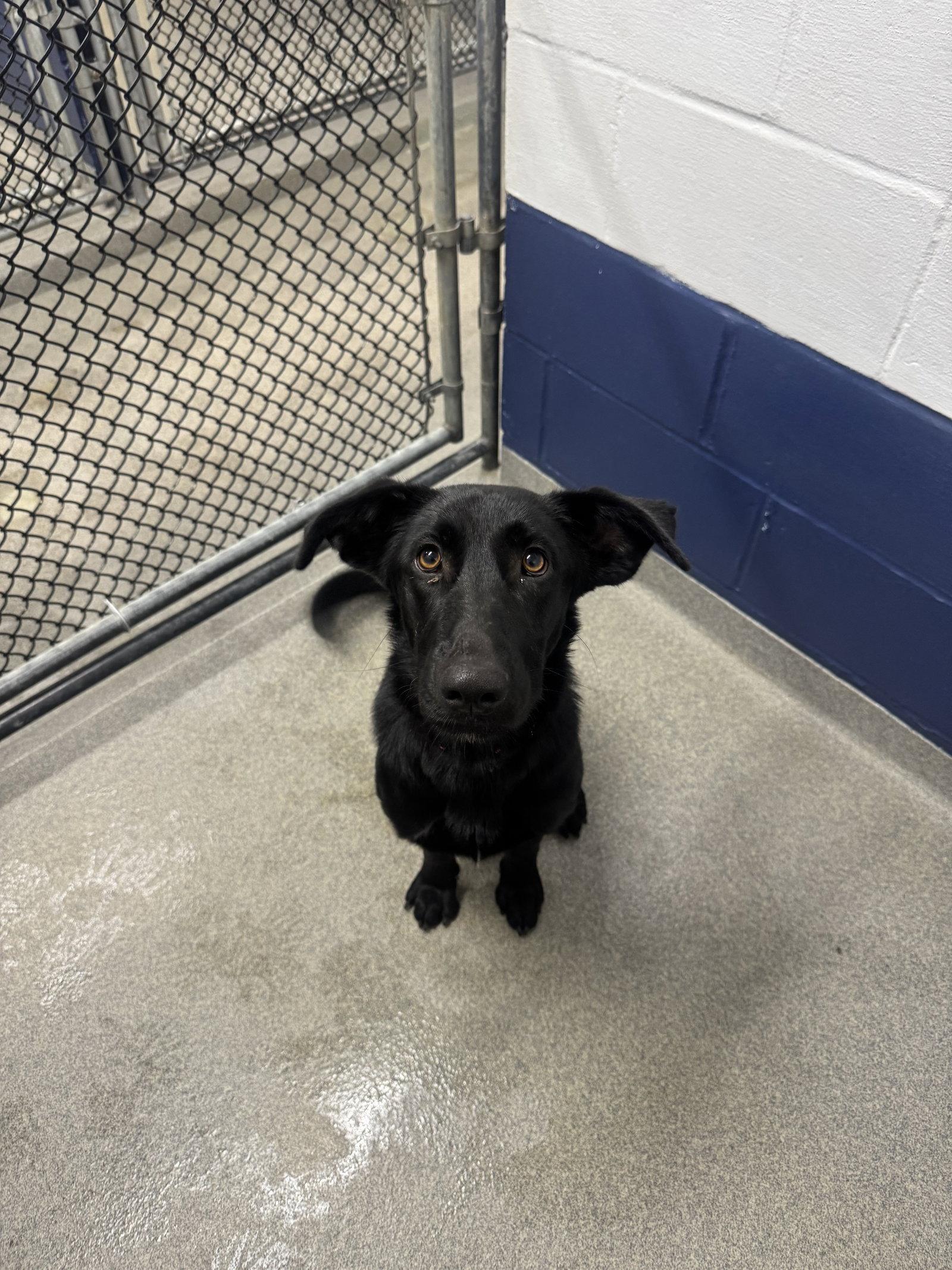 Ava 9 months old Available 9/30, Adoptable, Young Female Labrador Retriever.