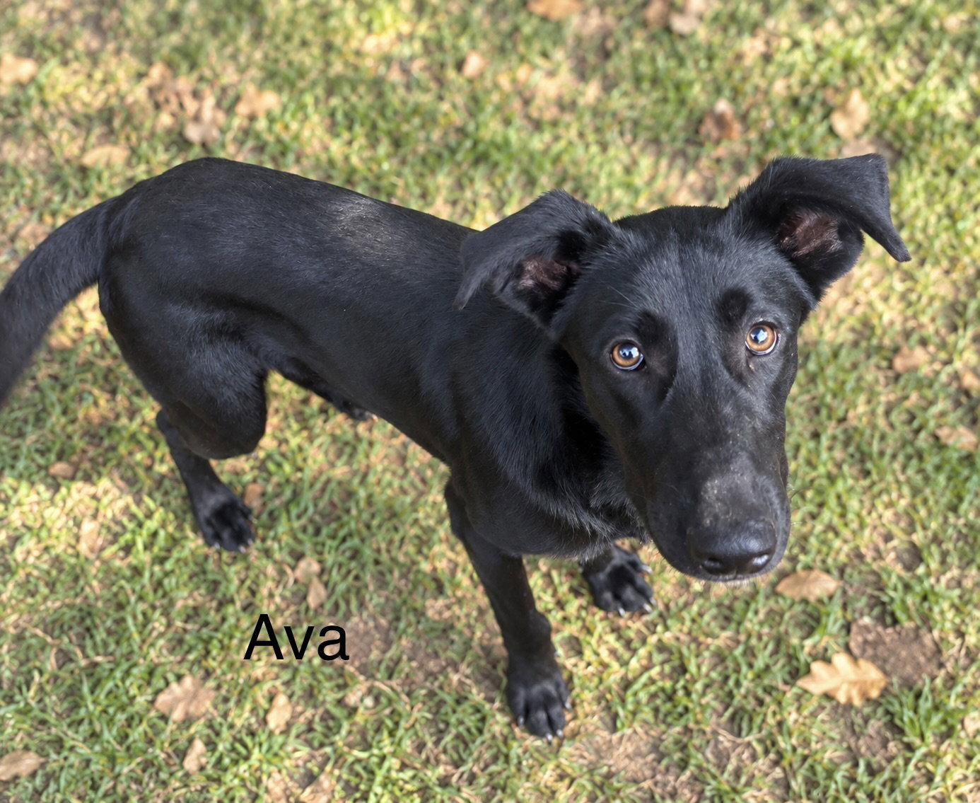 Enlarge Ava 9 months old Available 9/30, a Adoptable Labrador Retriever in Sterling, MA image 2/2