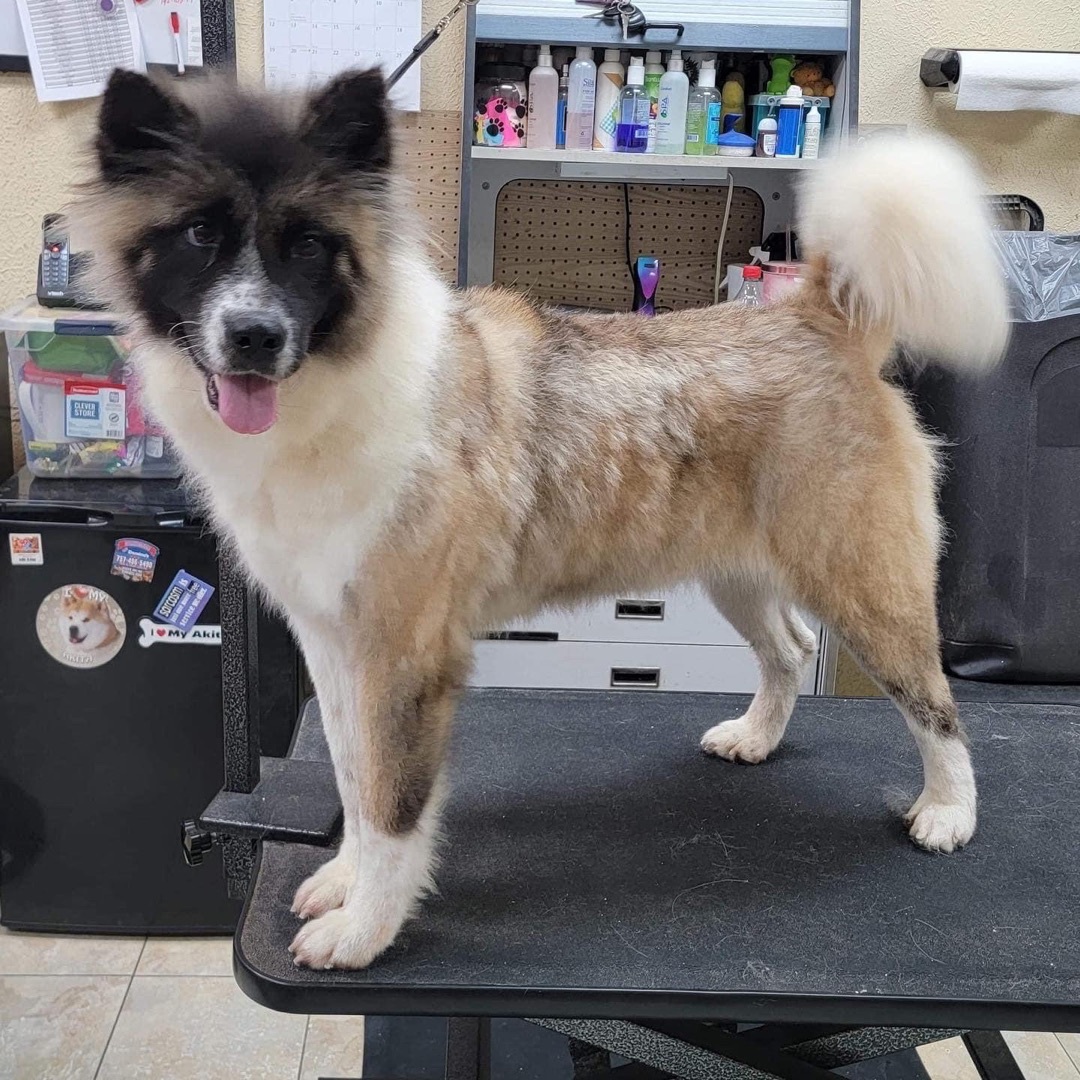 Dagashi, Adoptable, Adult Female Akita.