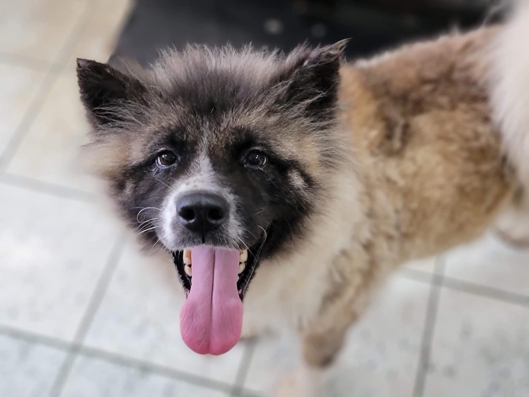 Dagashi, a Adoptable Akita in Chesapeake, VA image 2/10