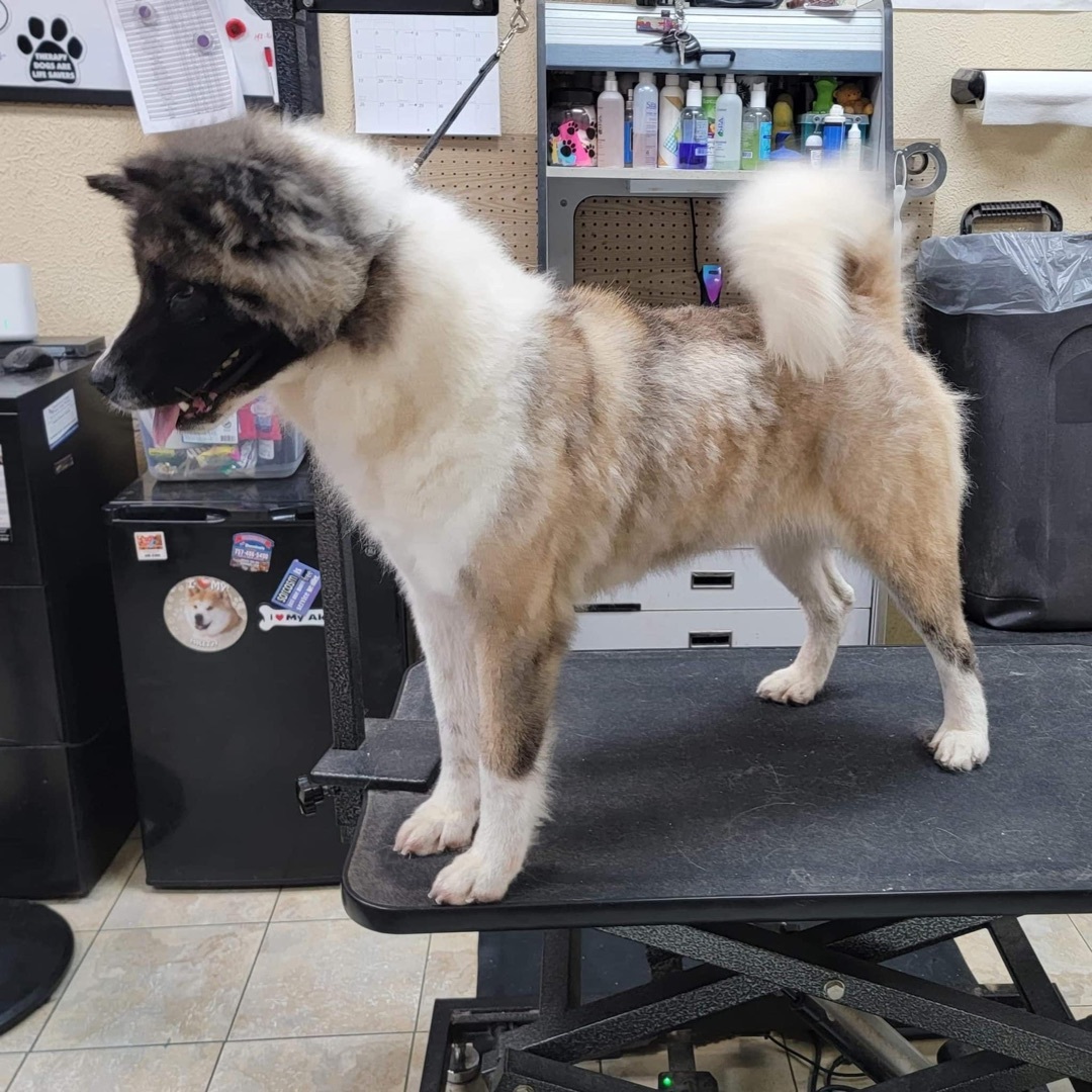 Dagashi, a Adoptable Akita in Chesapeake, VA image 3/10