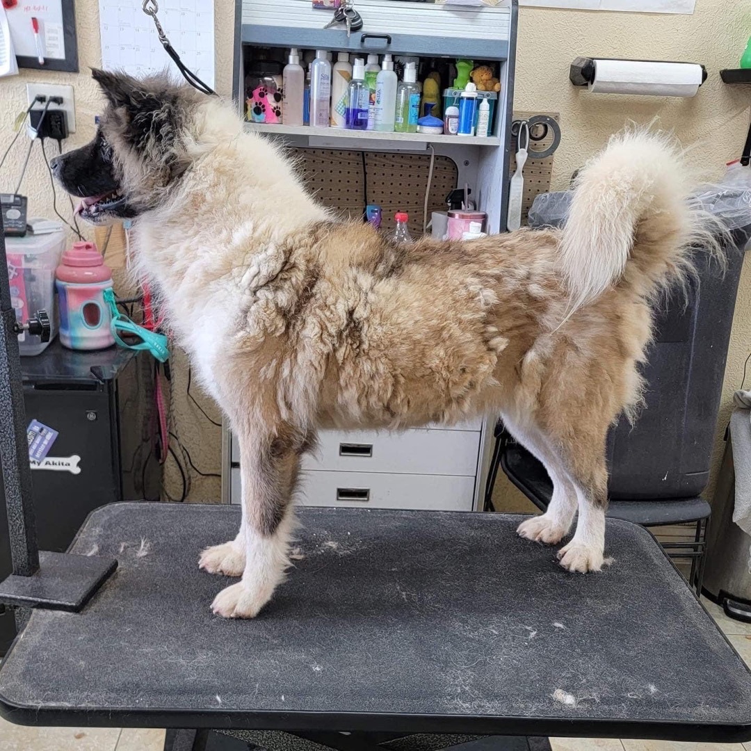 Dagashi, a Adoptable Akita in Chesapeake, VA image 4/10