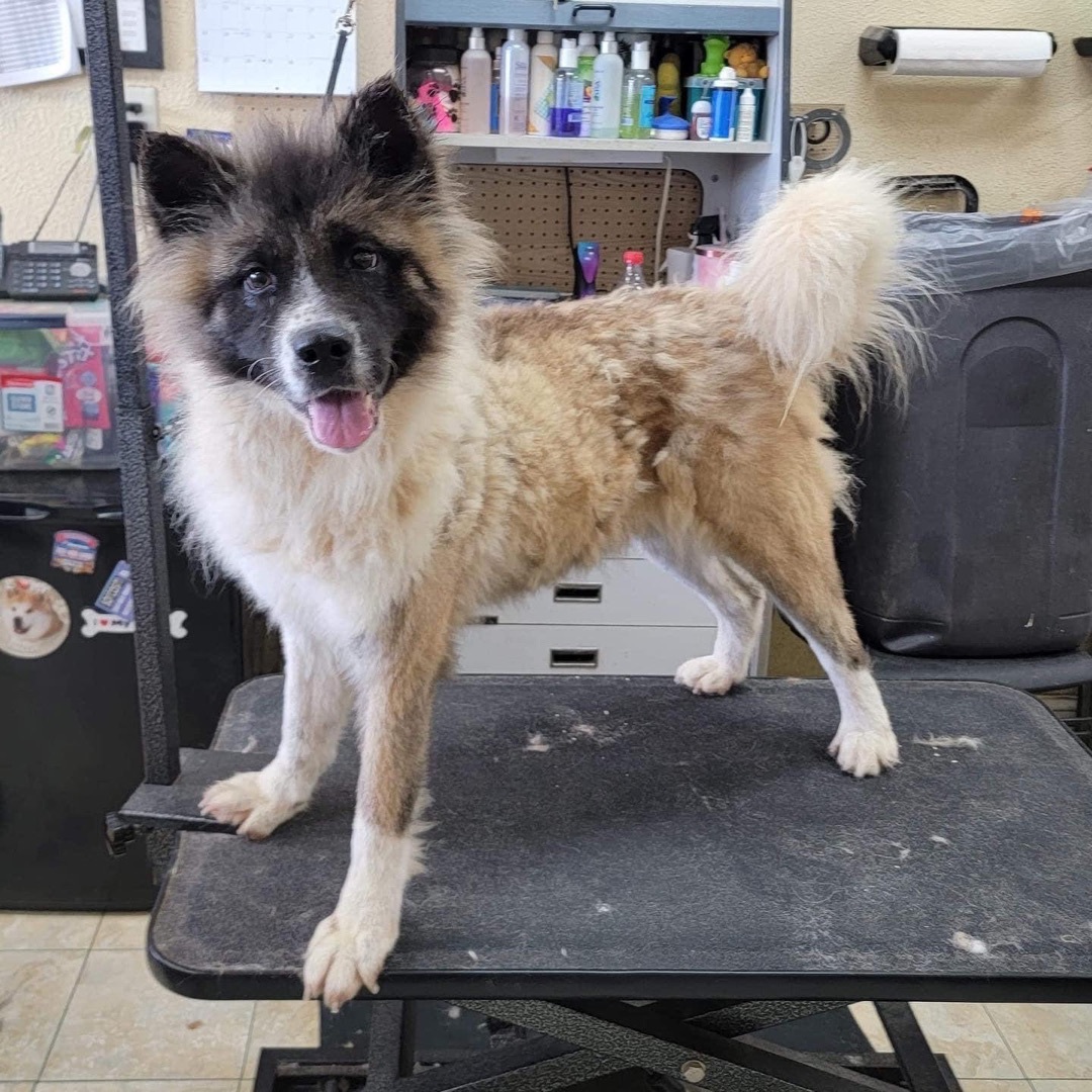 Dagashi, a Adoptable Akita in Chesapeake, VA image 5/10