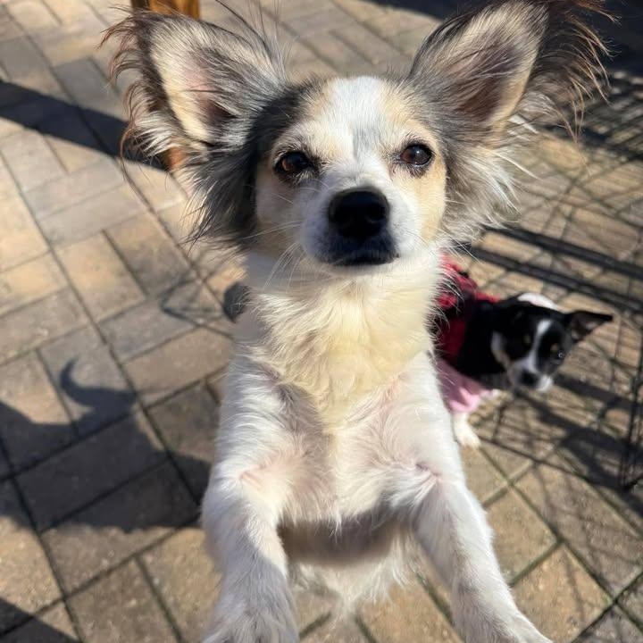 Enlarge Bella Bean (20260314-01), an adopted mixed breed in Niagara on the Lake, ON image 6/6