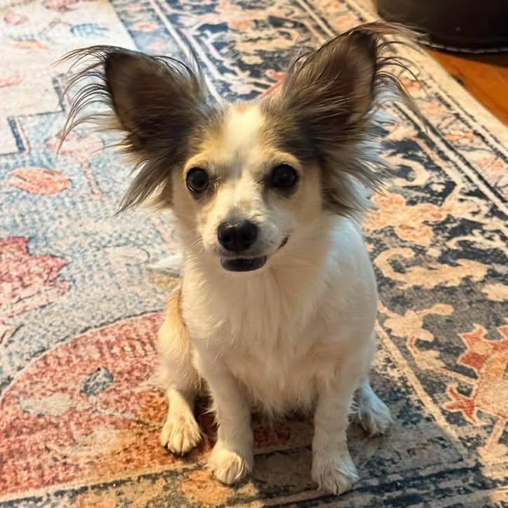 Enlarge Bella Bean (20260314-01), an adopted mixed breed in Niagara on the Lake, ON image 3/6