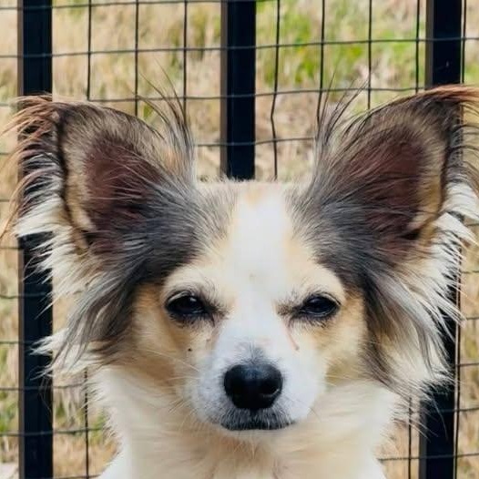 Bella Bean (20260314-01), adopted, Young Female Papillon.