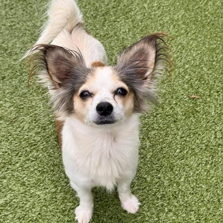 Enlarge Bella Bean (20260314-01), an adopted mixed breed in Niagara on the Lake, ON image 2/6