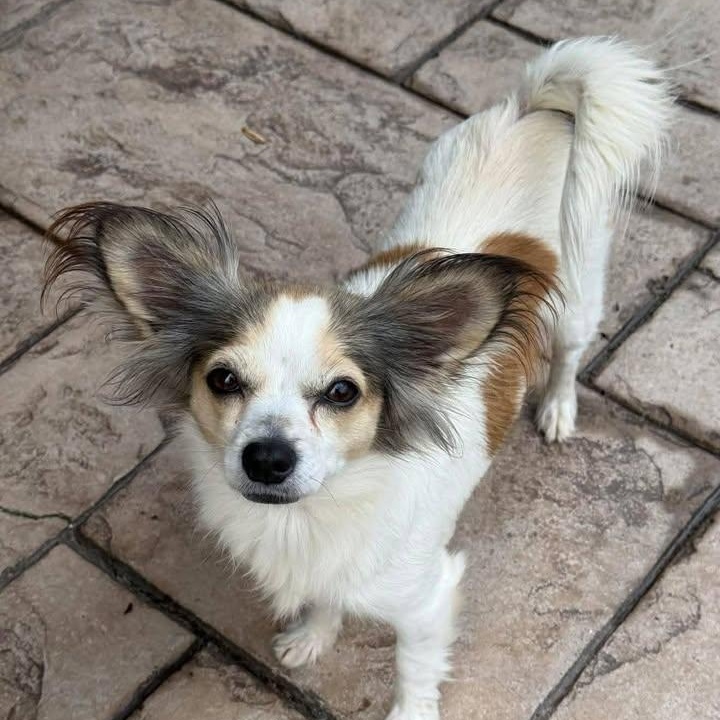 Enlarge Bella Bean (20260314-01), an adopted mixed breed in Niagara on the Lake, ON image 5/6