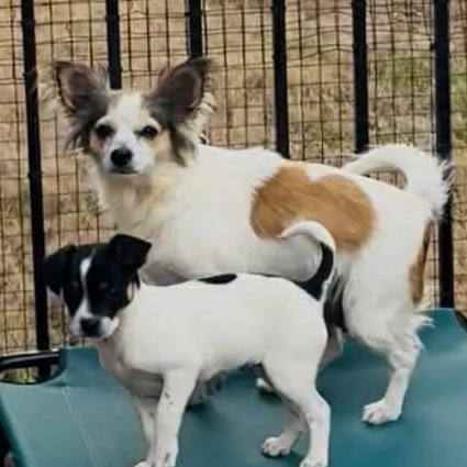 Enlarge Bella Bean (20260314-01), an adopted mixed breed in Niagara on the Lake, ON image 4/6