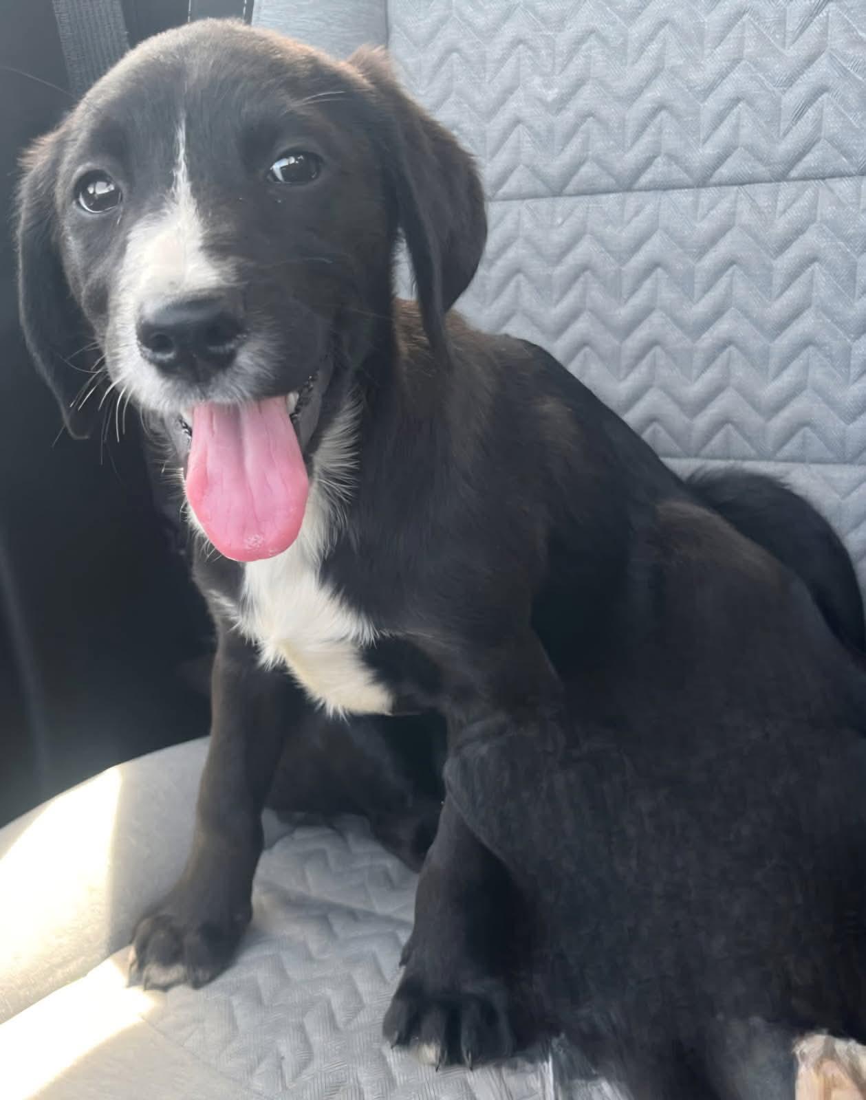 Dipper, adopted, Puppy Male Labrador Retriever & Retriever.