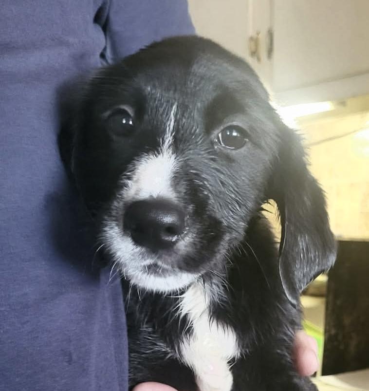 Enlarge Dipper, an adopted mixed breed in North Olmsted, OH image 2/3