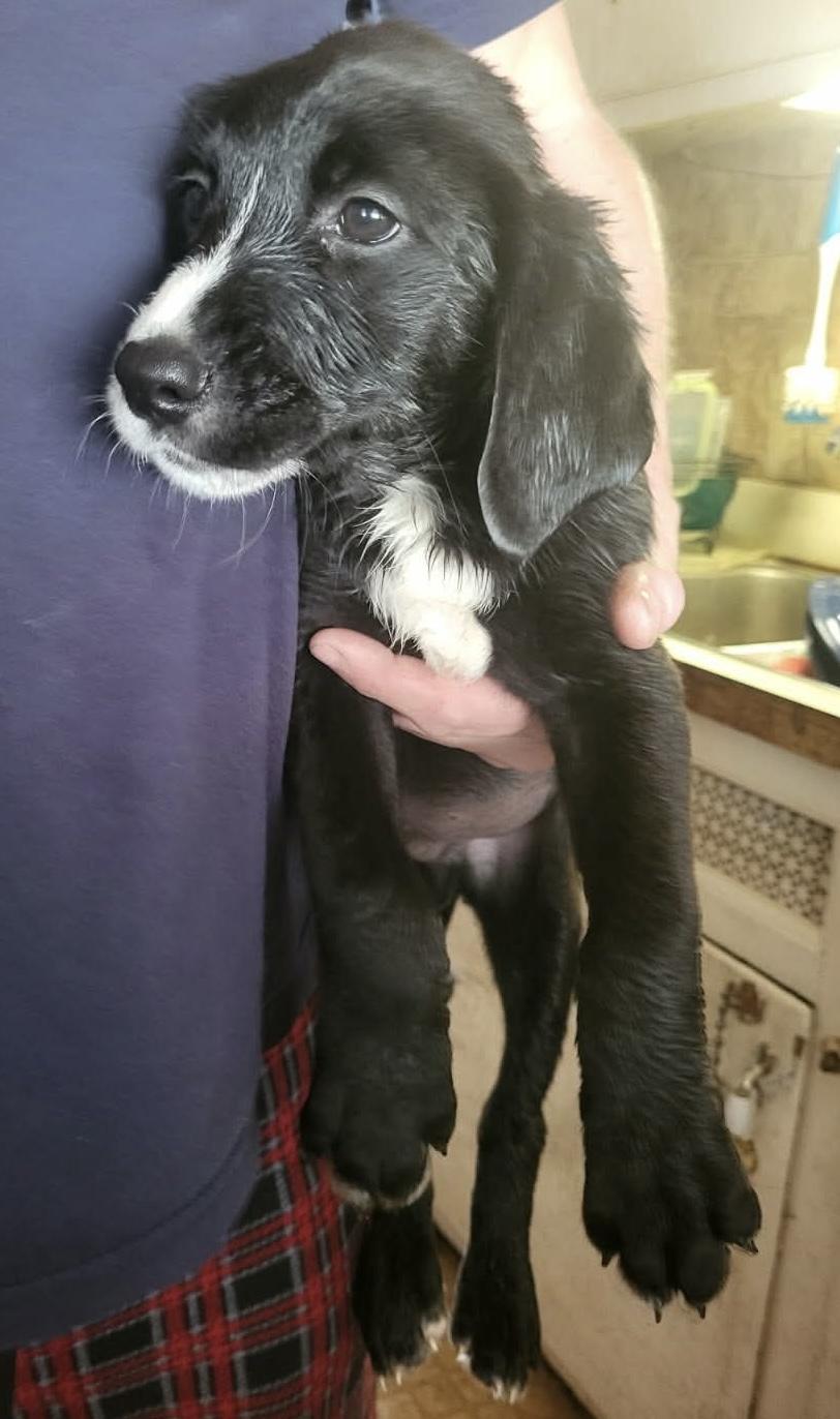 Enlarge Dipper, an adopted mixed breed in North Olmsted, OH image 3/3