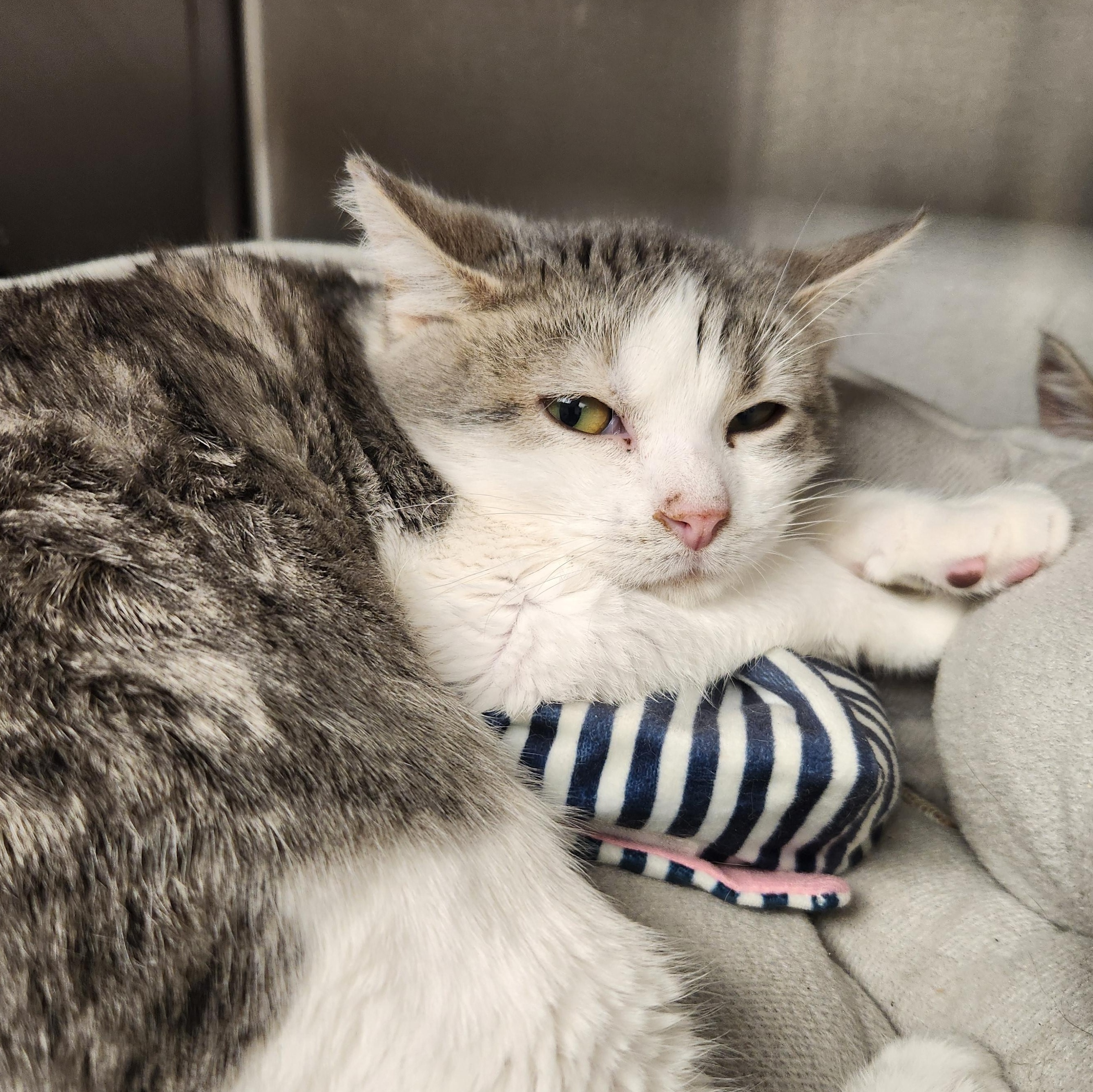 Kevin , Adoptable, Kitten Male Domestic Short Hair.