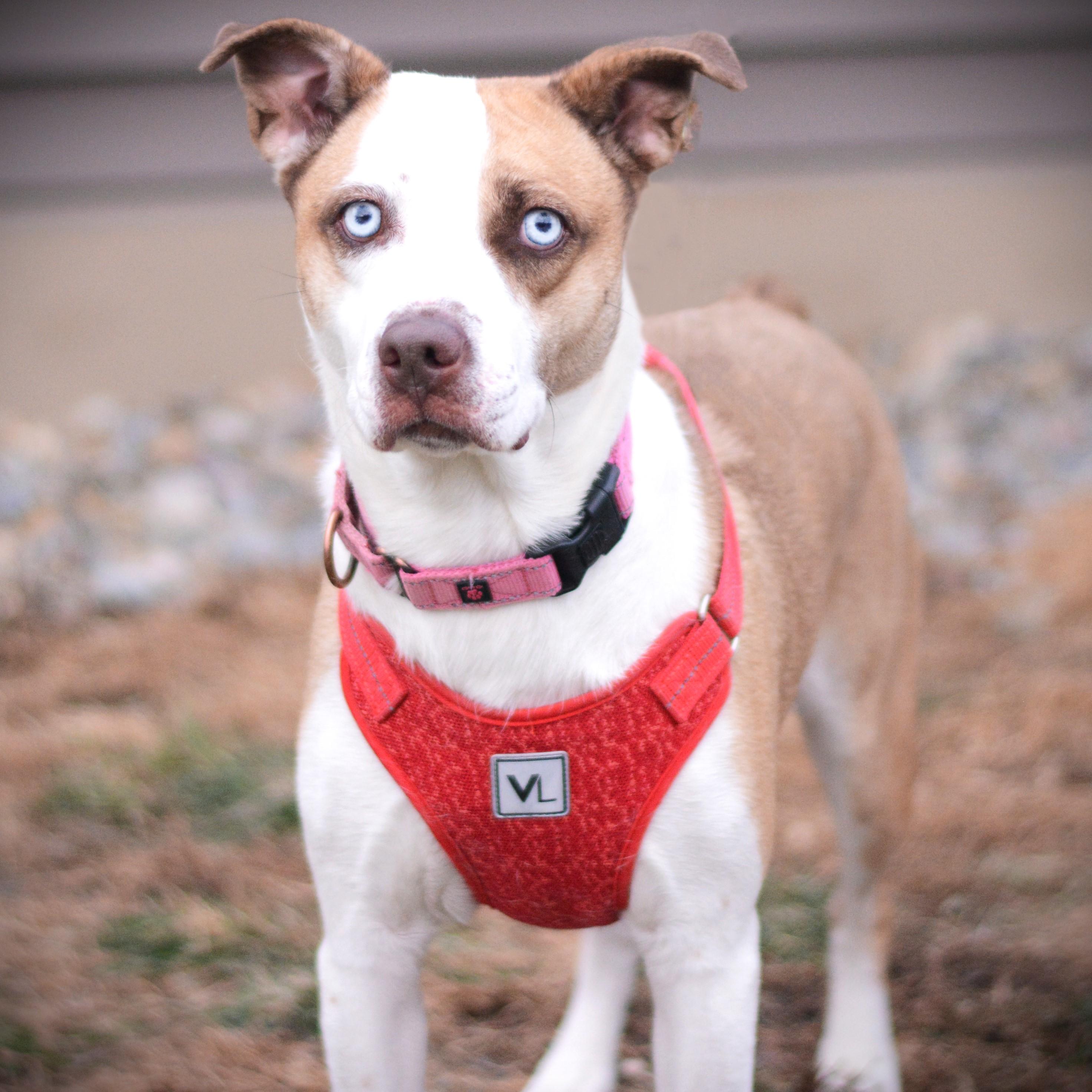 Osiris, adoptable, Adult Female Siberian Husky.