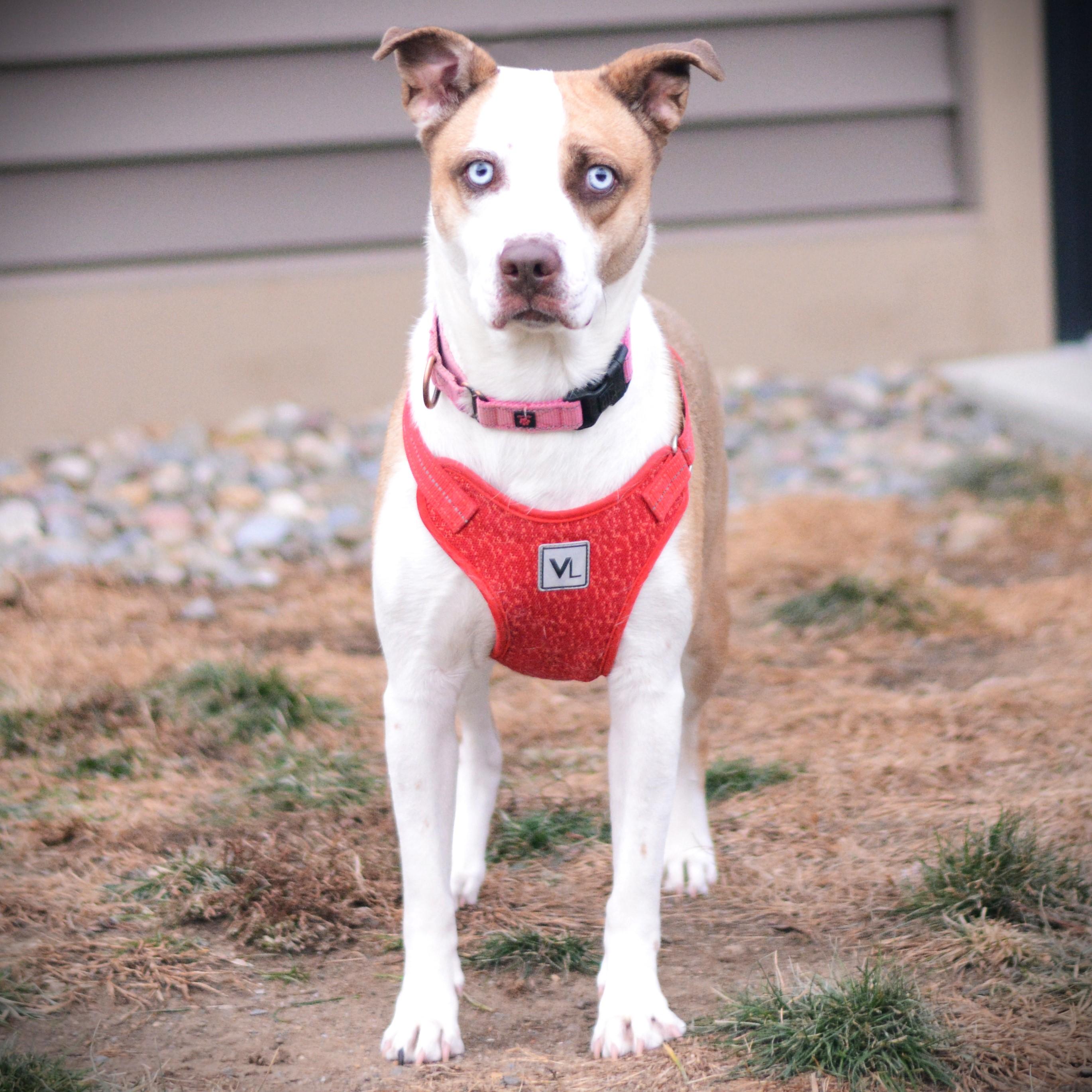 Osiris, an adoptable mixed breed in Amsterdam, NY image 2/3