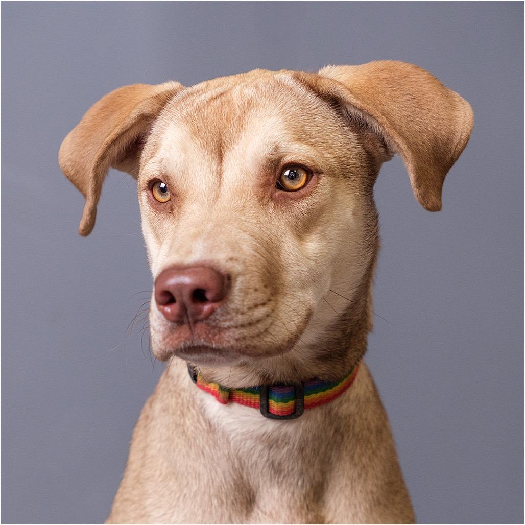 Iris, Adoptable, Young Female Mixed Breed.