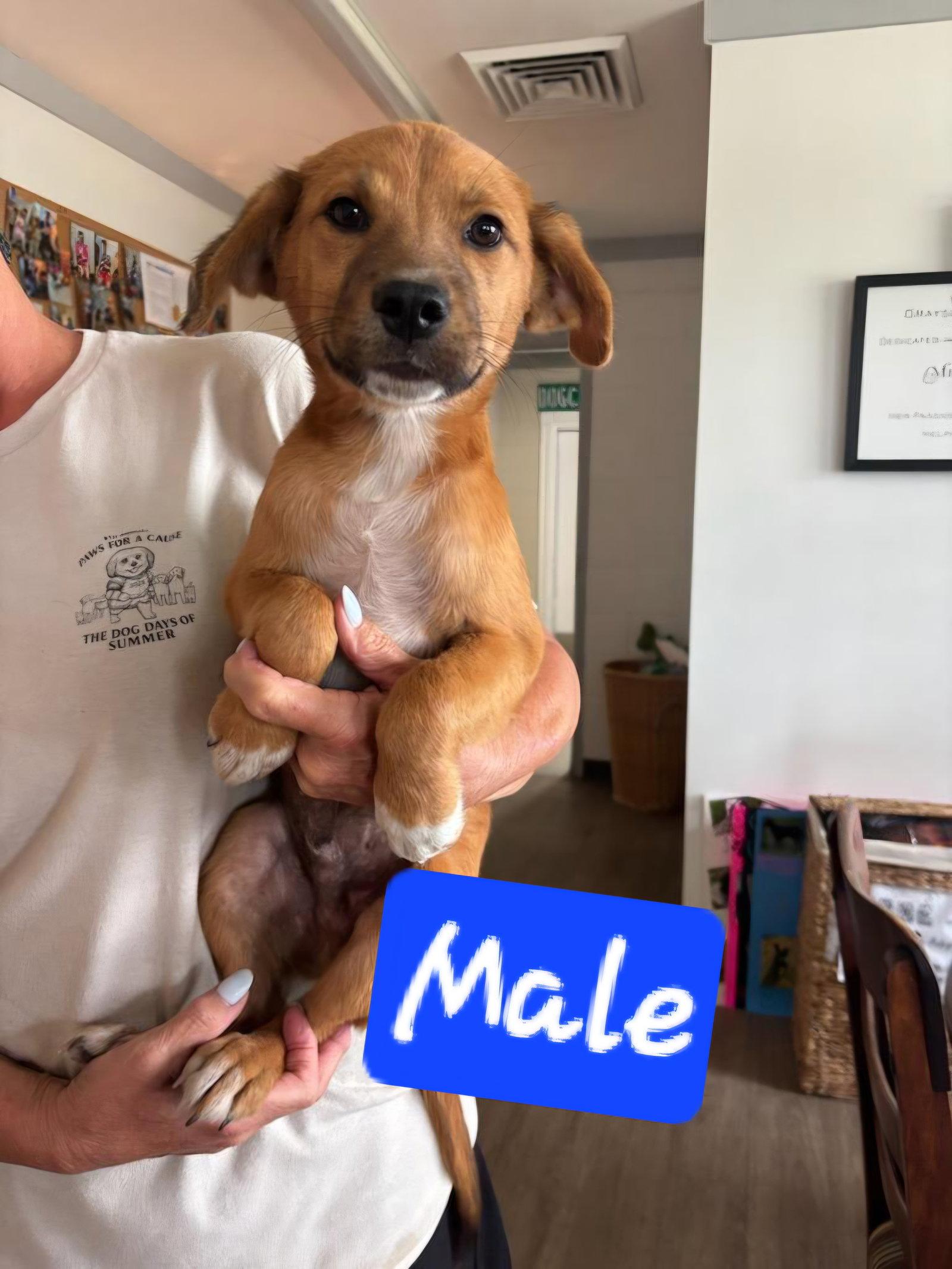 Scruffies, Adoptable, Puppy Female Terrier.