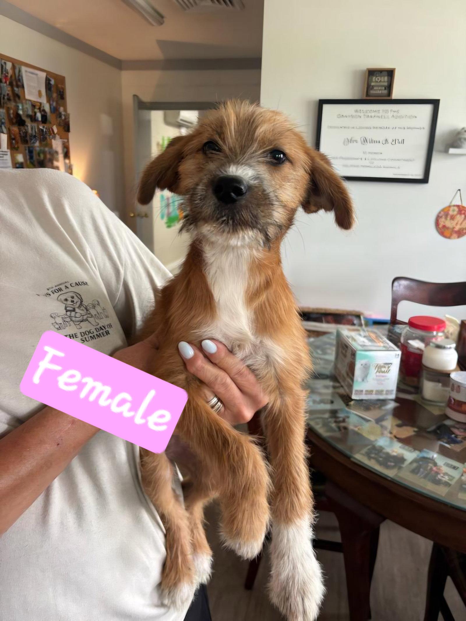 Enlarge Scruffies, a Adoptable Terrier in Brooksville, FL image 2/3